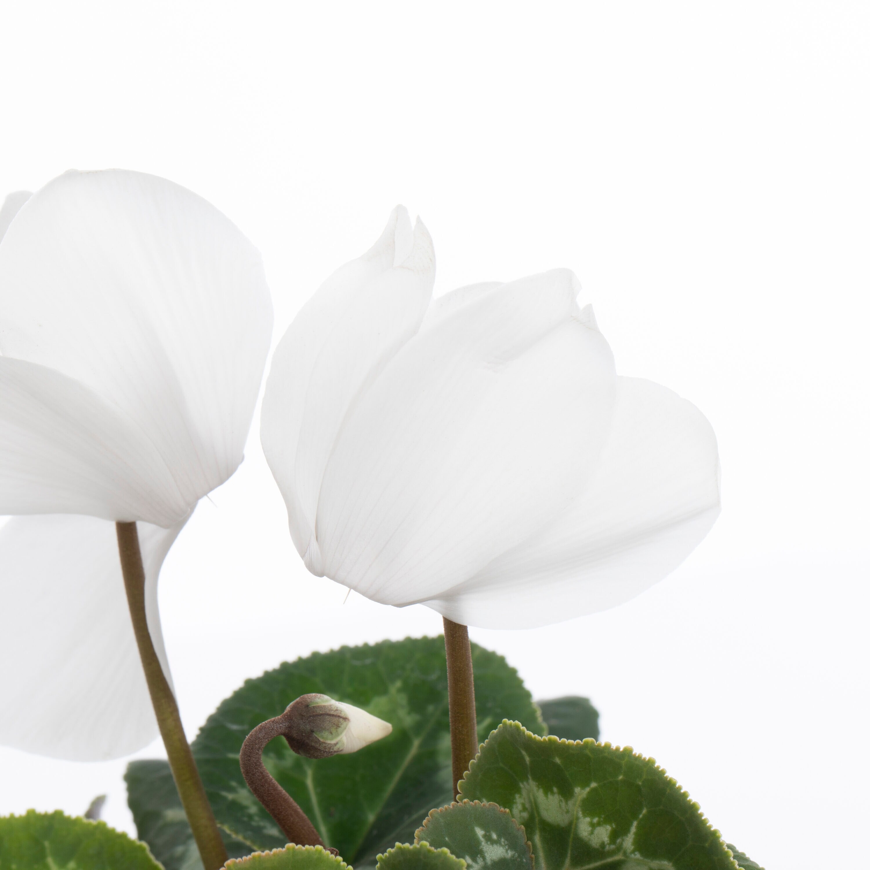 Lowe's 95954 annuals - View #2