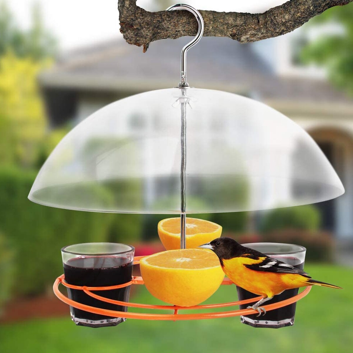 Worth Garden Oriole Feeder Plastic Hanging Squirrel-resistant Nectar ...