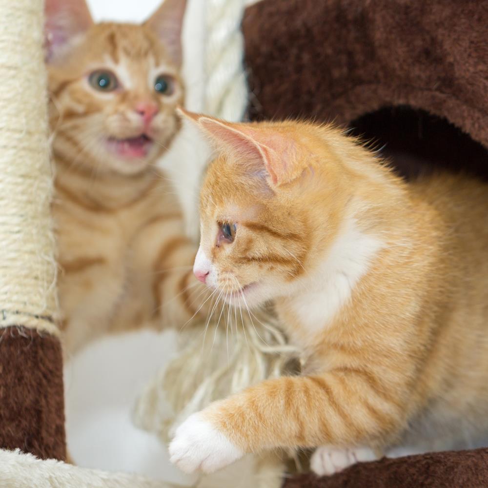 PETMAKER 642397HVY Cat-Trees - View #5