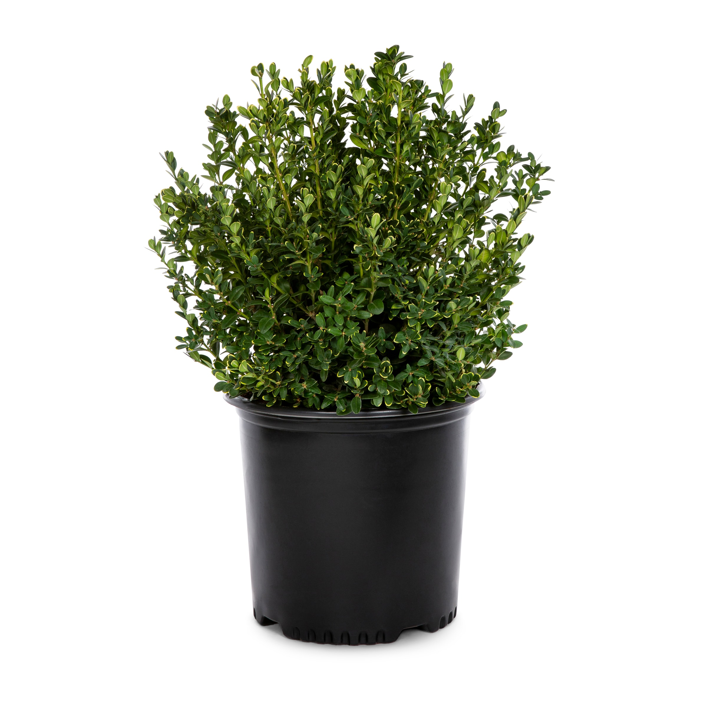 Lowe's White Boxwood Green Mountain Foundation/Hedge Shrub in 2.25 ...