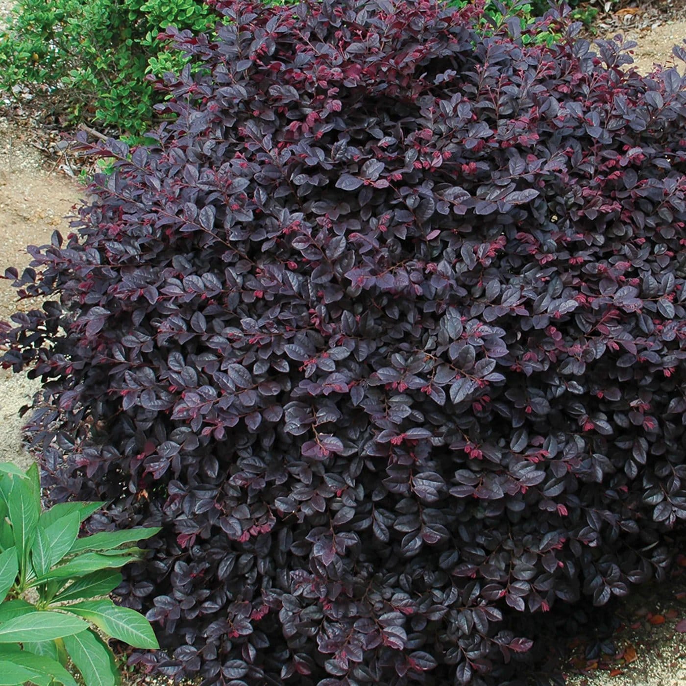 National Plant Network LW1809 Cerise Charm Feature Shrub in 3 -Gallon Planter 1 -Pack with Red Blooms