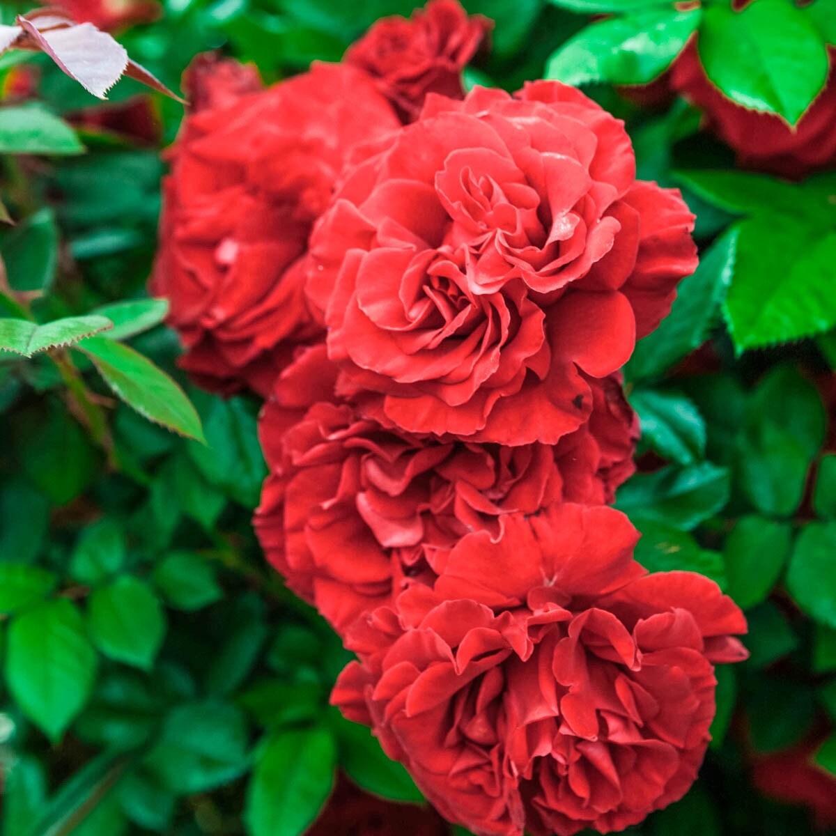 Spring Hill Nurseries 88421 roses - View #2
