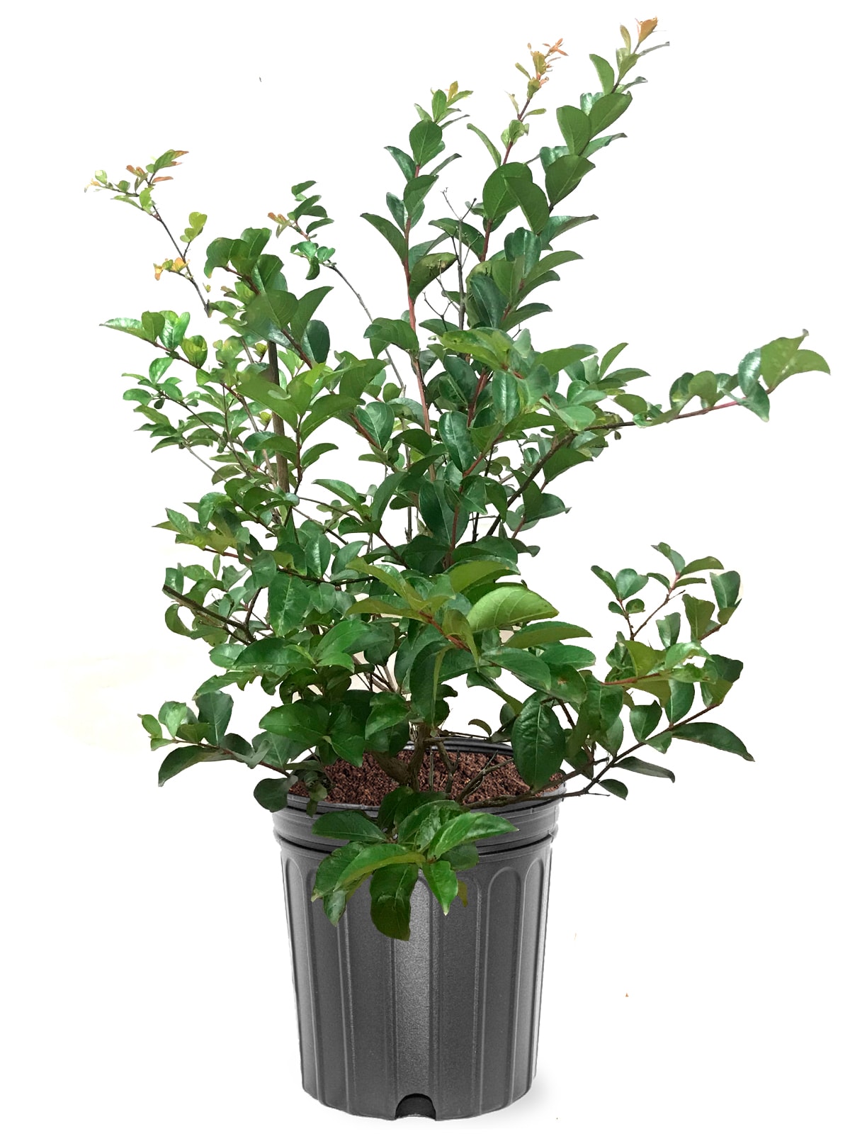 Southern Planters Tonto Crape Myrtle Plants, Bulbs & Seeds at Lowes.com