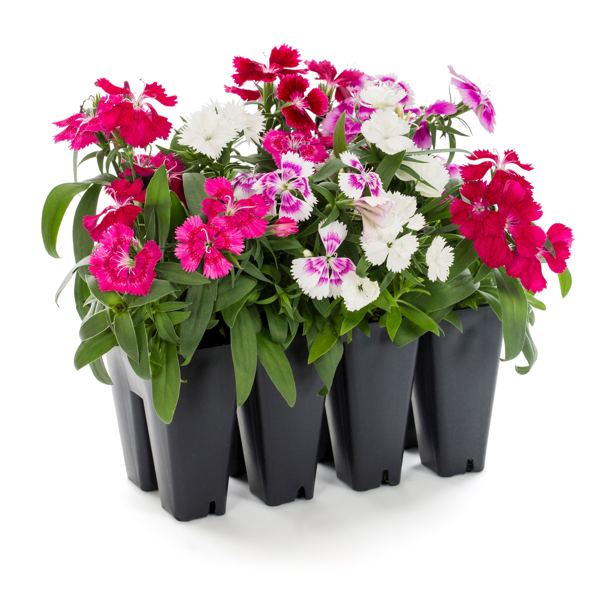 Lowe's Multicolor Dianthus in 8-Pack Tray in the Annuals department at ...