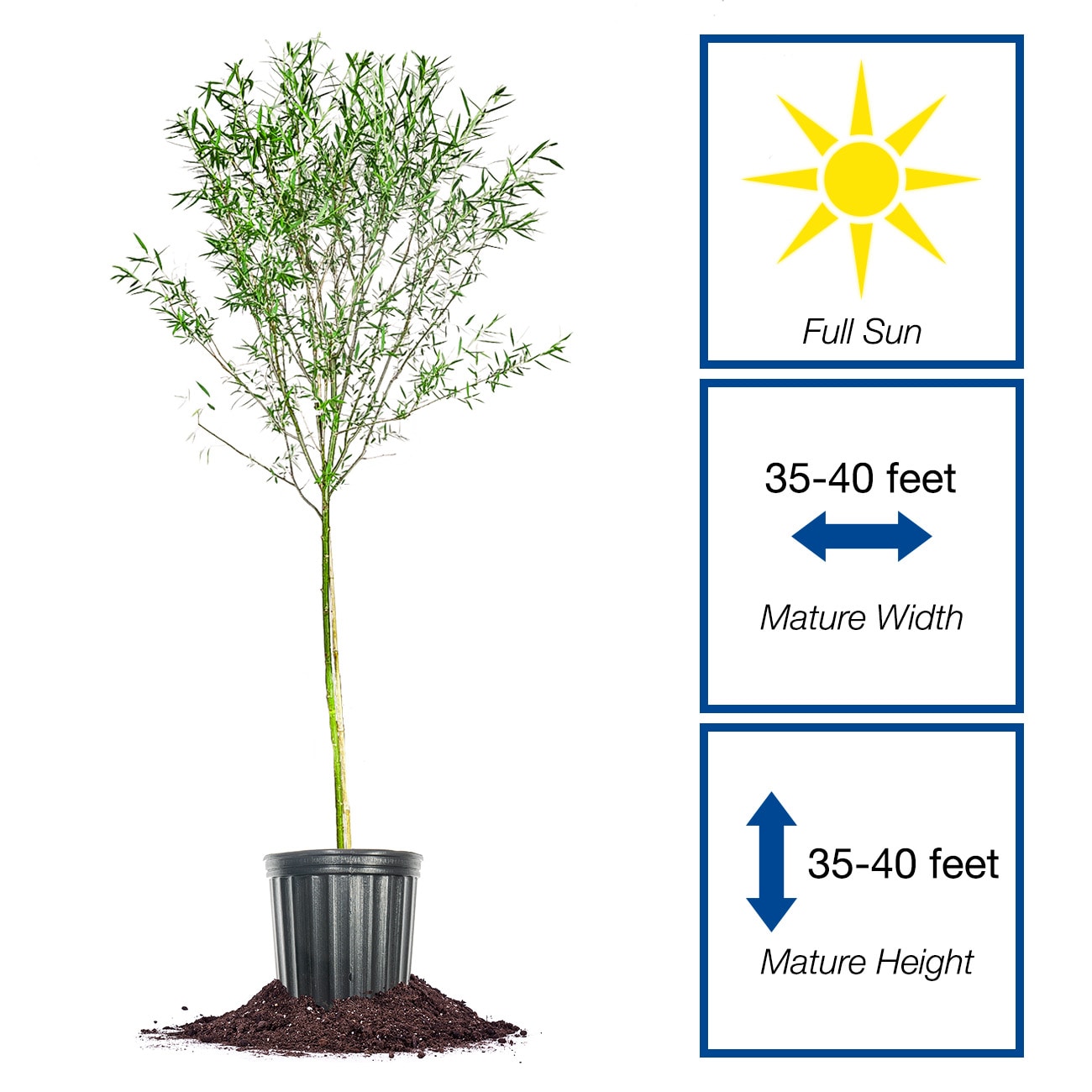 Perfect Plants LOWEEPINGWILLOW4-5FT trees - View #2