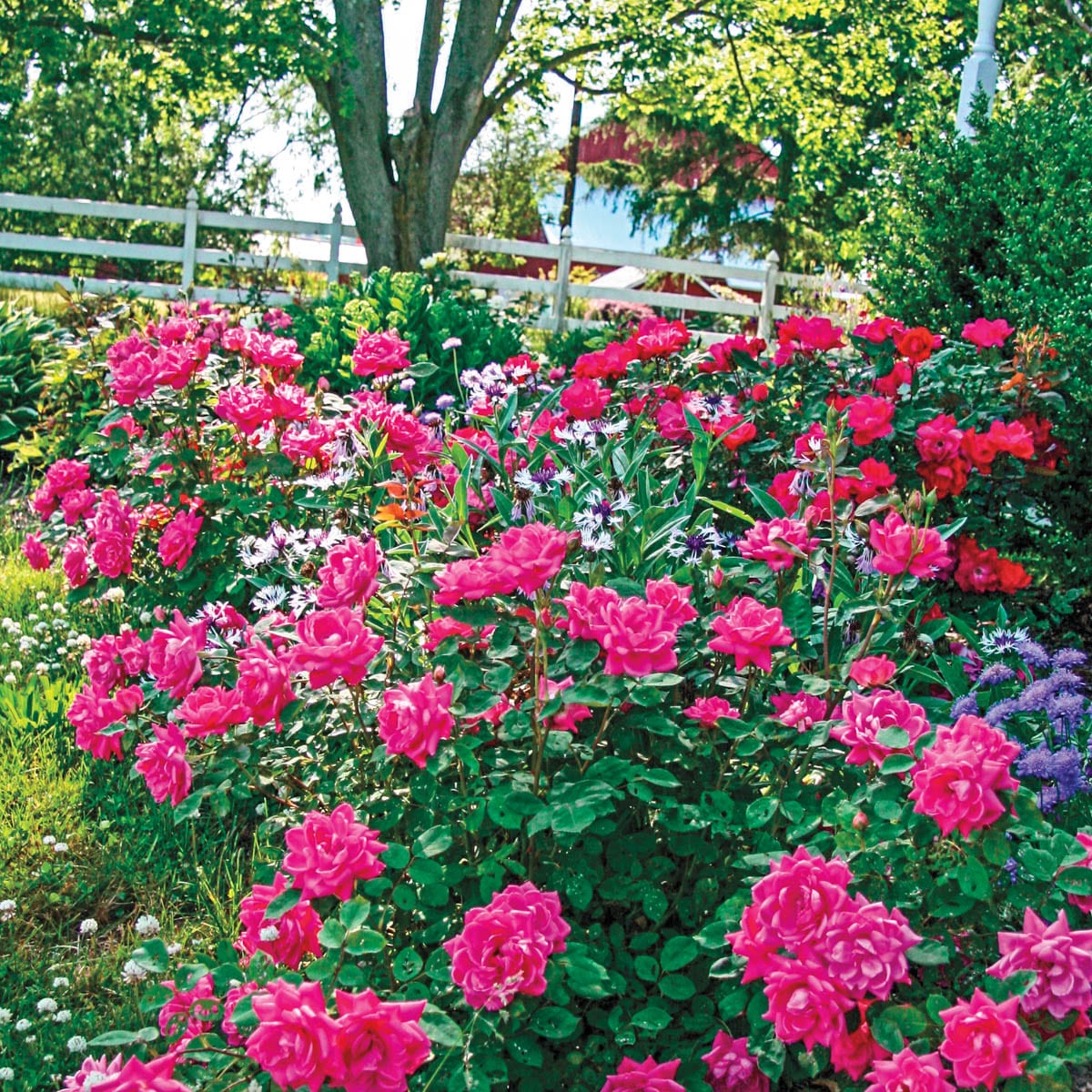 Spring Hill Nurseries 99231 roses - View #3