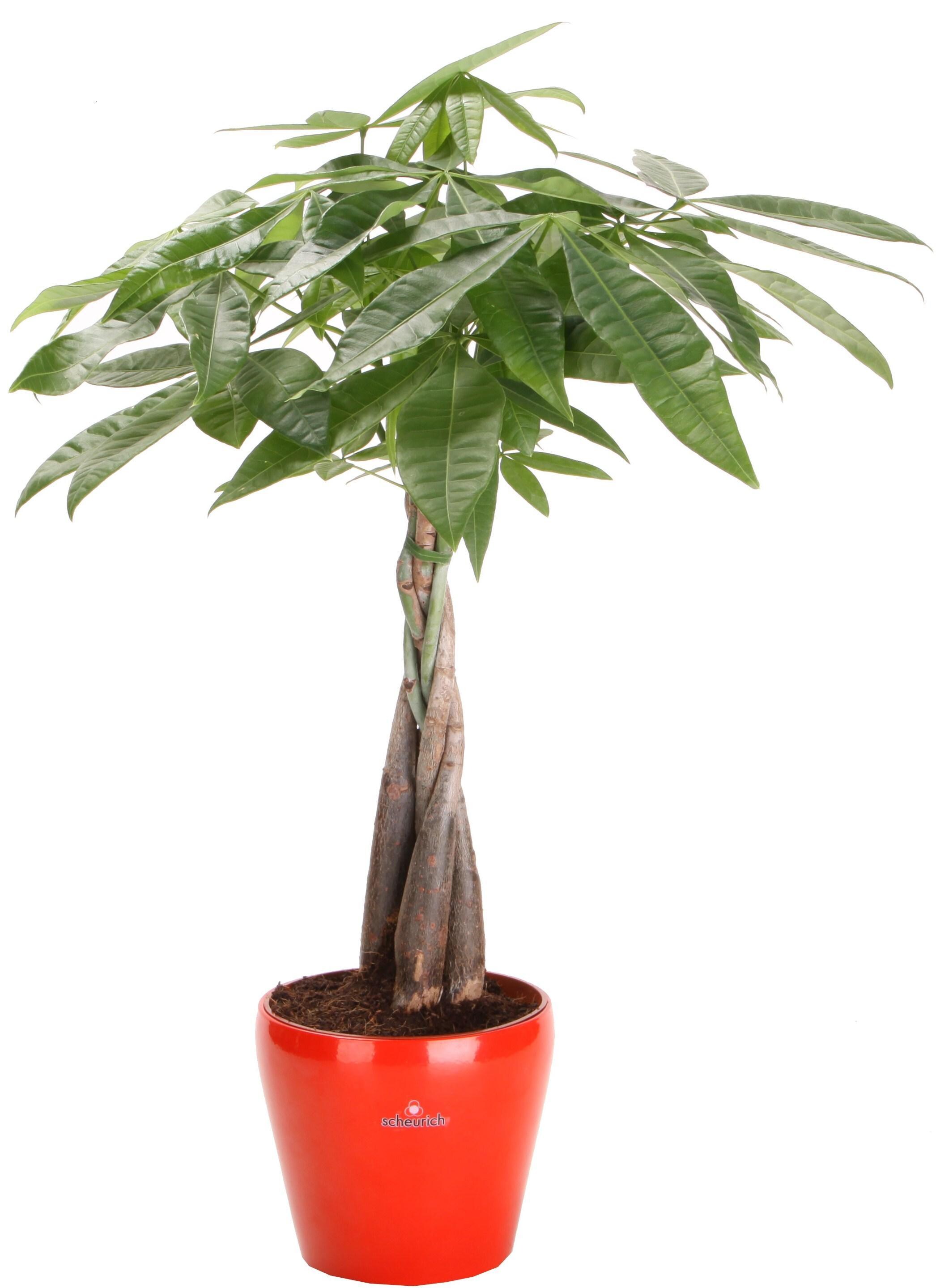  PKRPO Money Tree House Plant in 12-in Pot
