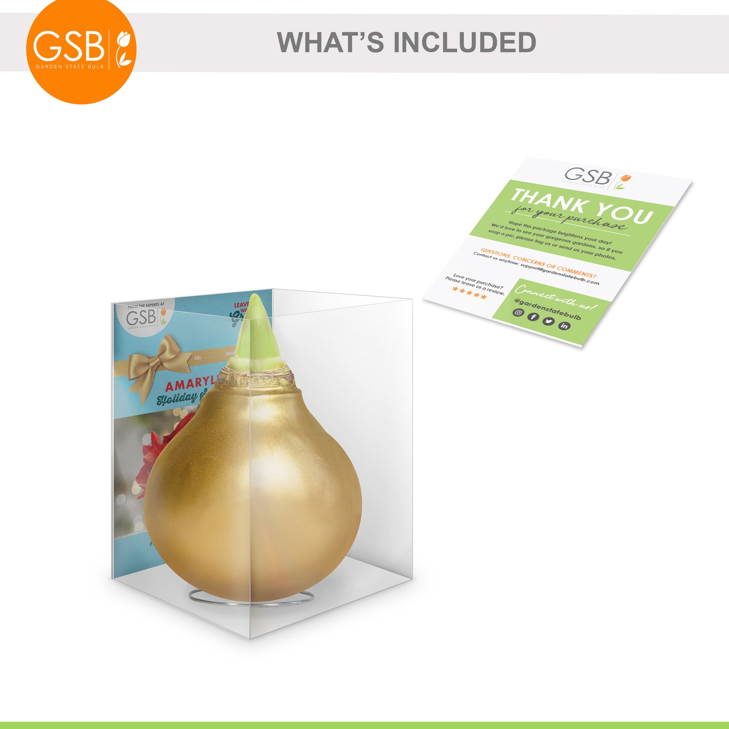 Garden State Bulb ECH-34-01-01 Plant-Bulbs - View #6