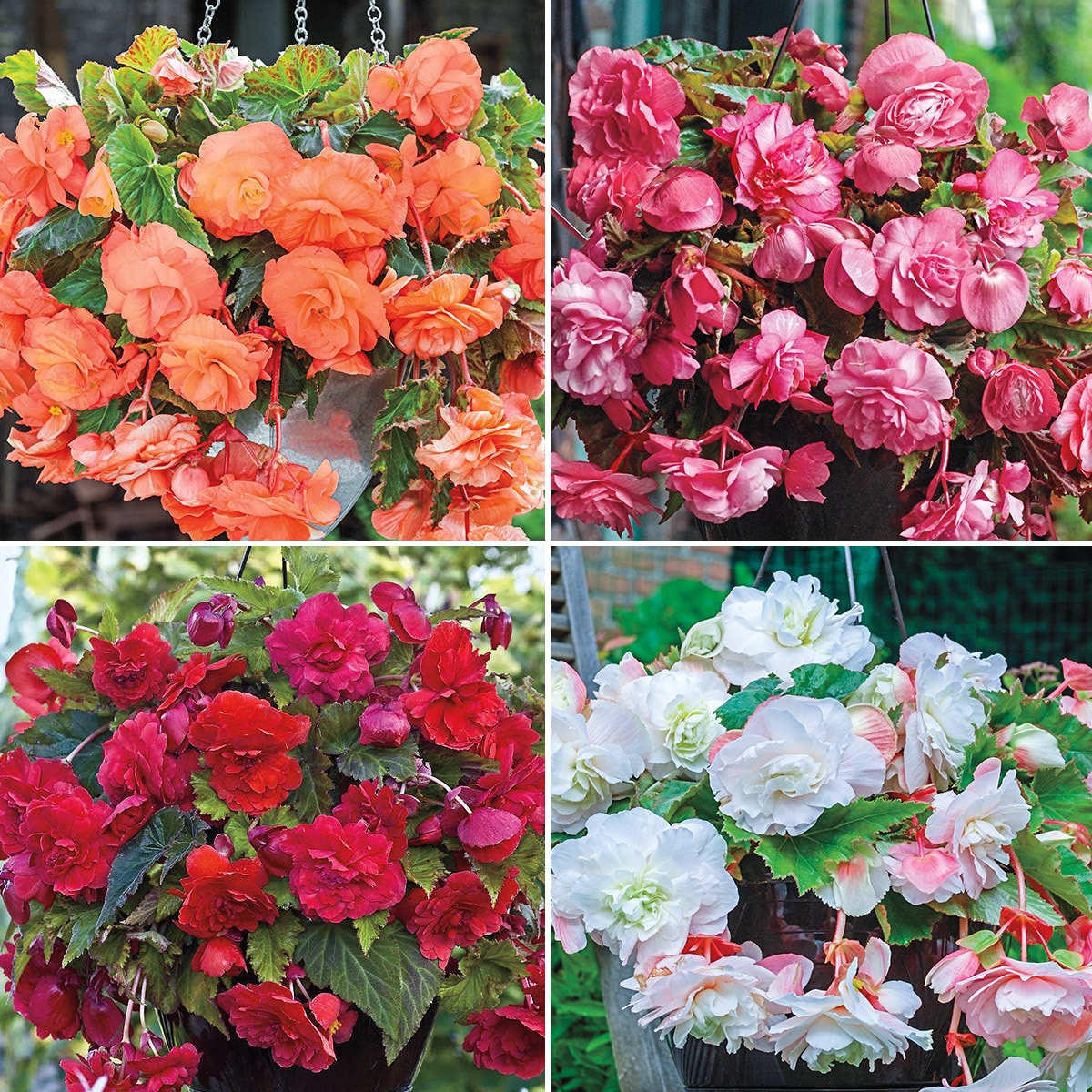 Breck's 83054 Multicolor Flowering Hanging Basket Dormant Begonia Bulbs 7 Pack