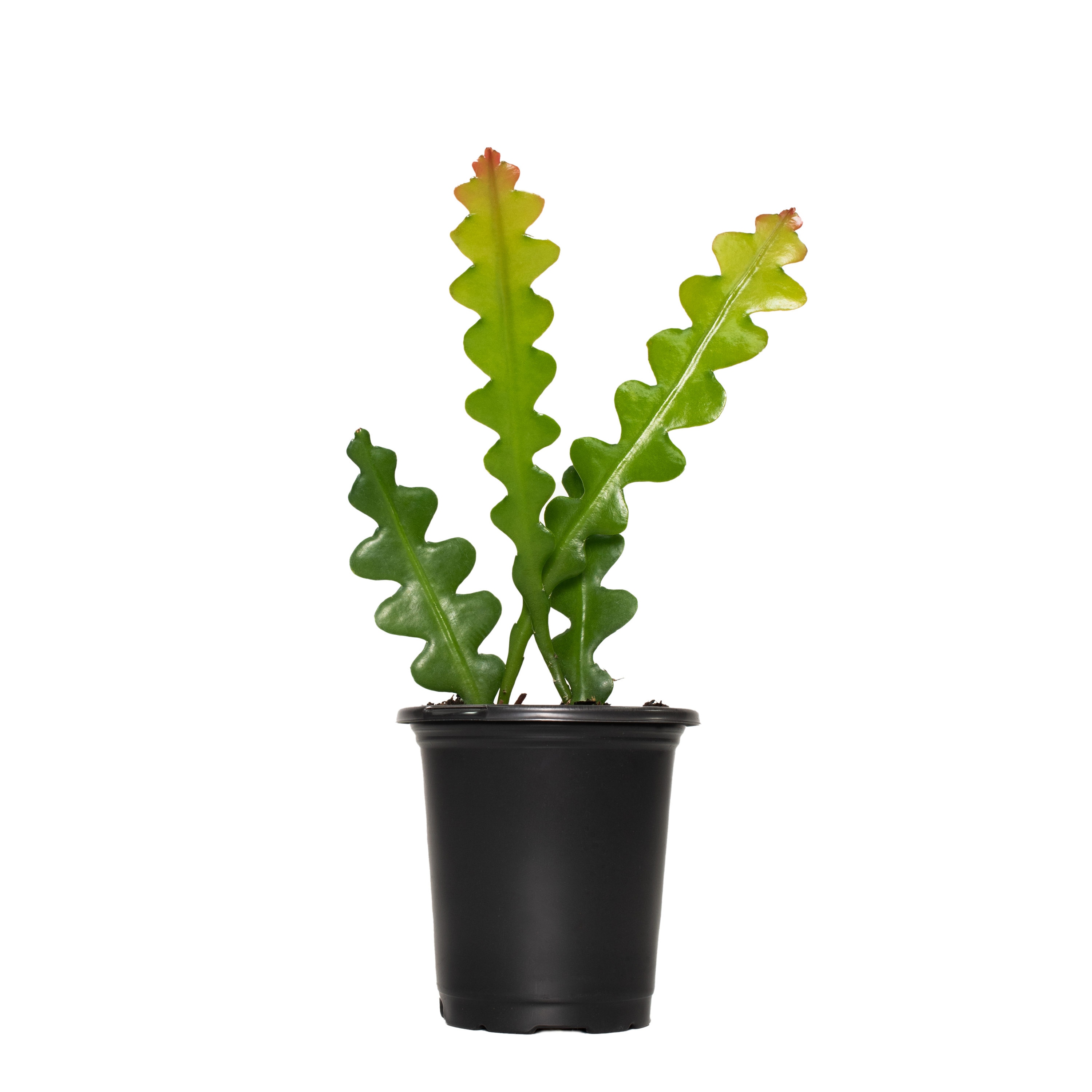 National Plant Network Zig Zag Cactus House Plant in 1-Pack Pot at 
