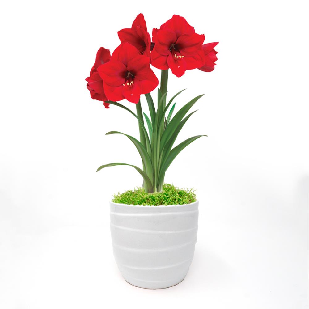  87290 Plant-Bulbs - View #2