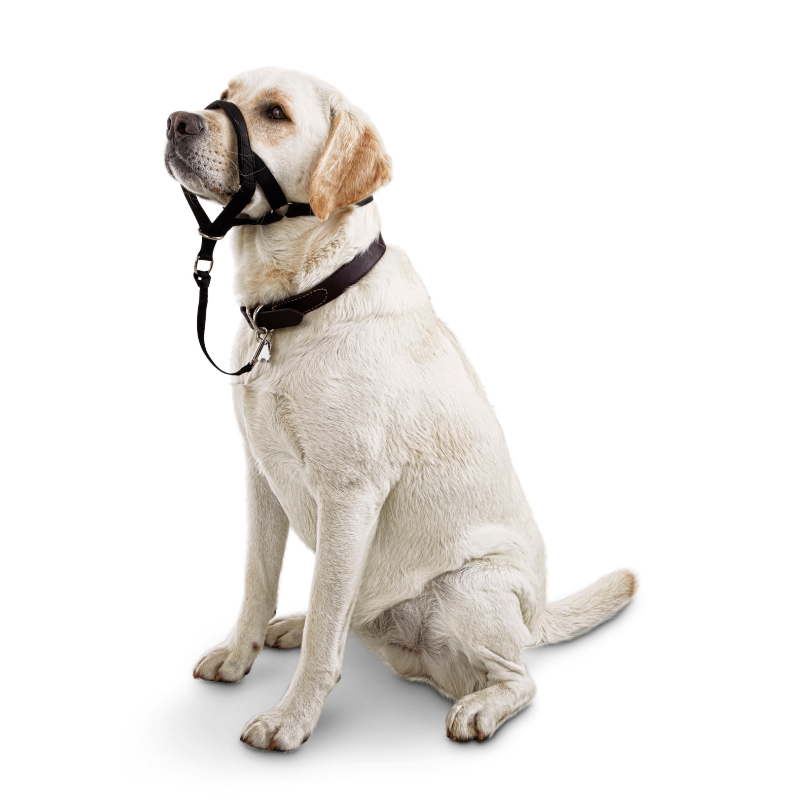 Good 2 Go Remote Trainer Pet Training Collar in the Pet Training Collars department at Lowes