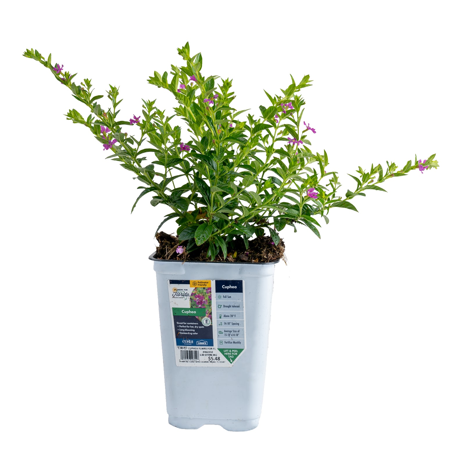 Lowe's Purple Mexican Heather in 1-Quart Pot in the Annuals department ...