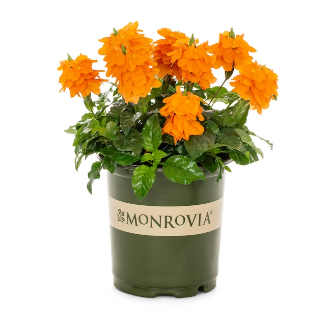 Monrovia Orange Crossandra In 2 5 Quart