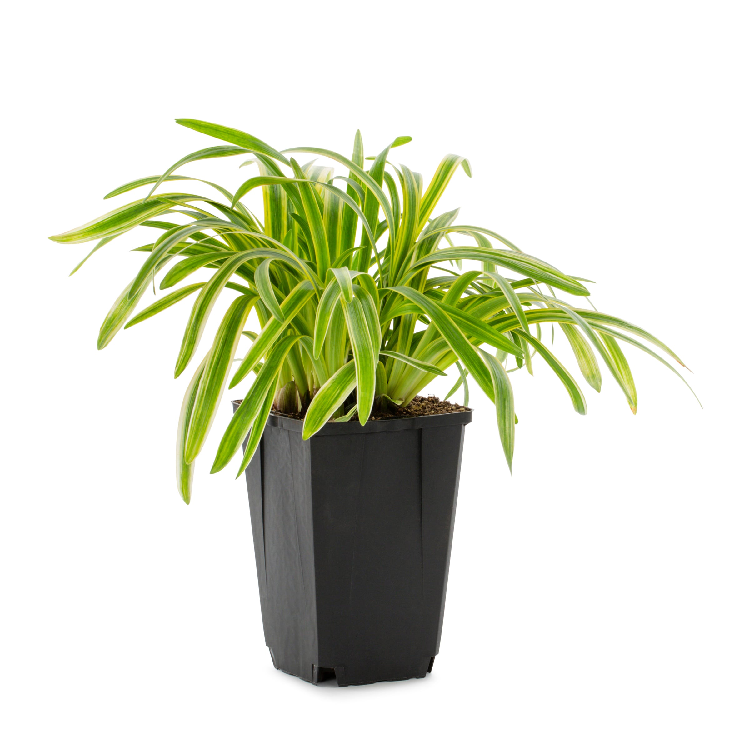 Lowe's 418295 Lavender Variegated Liriope Plant in 1.5 -Pint Pot 1.0 -Pack