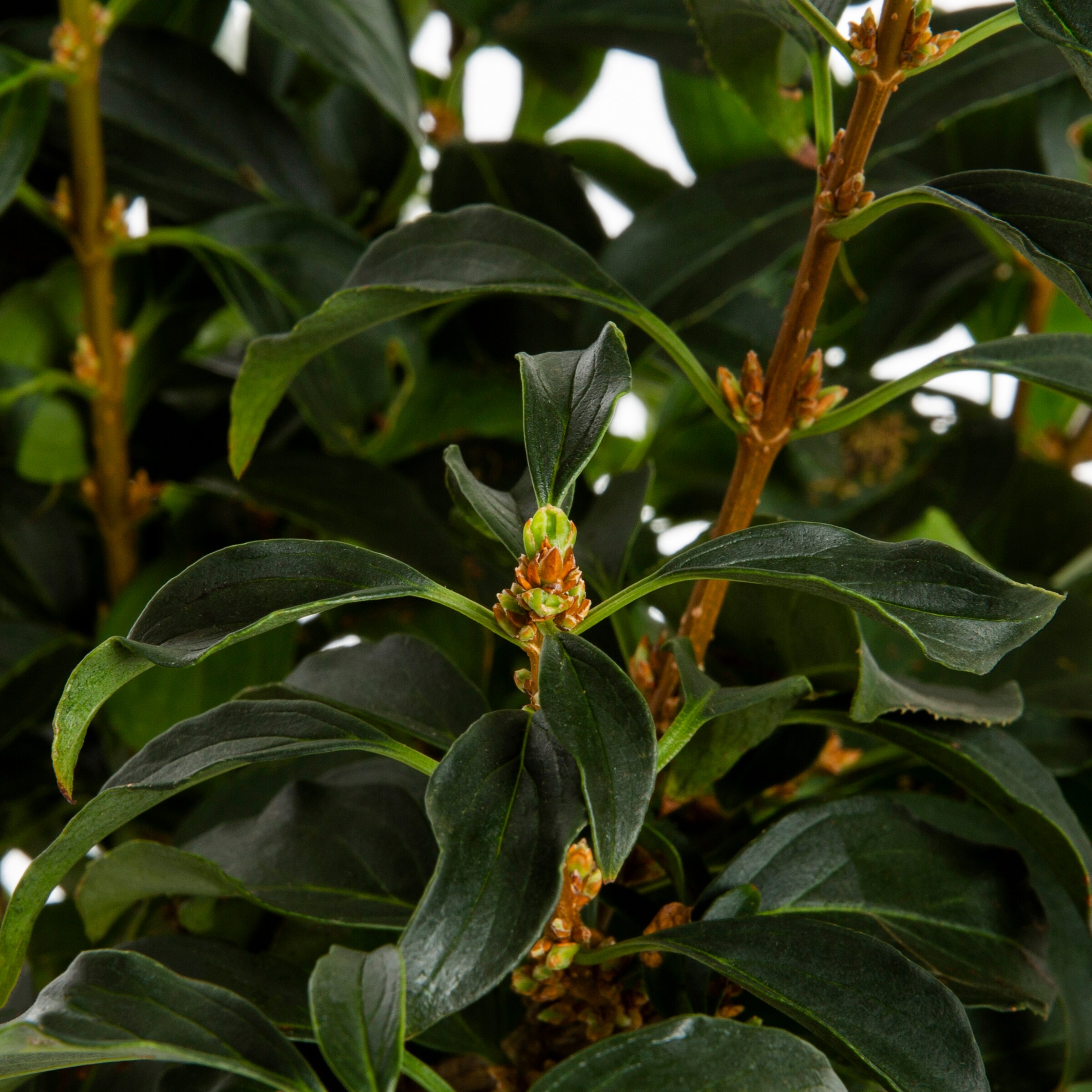 Monrovia NURSERY shrubs - View #2
