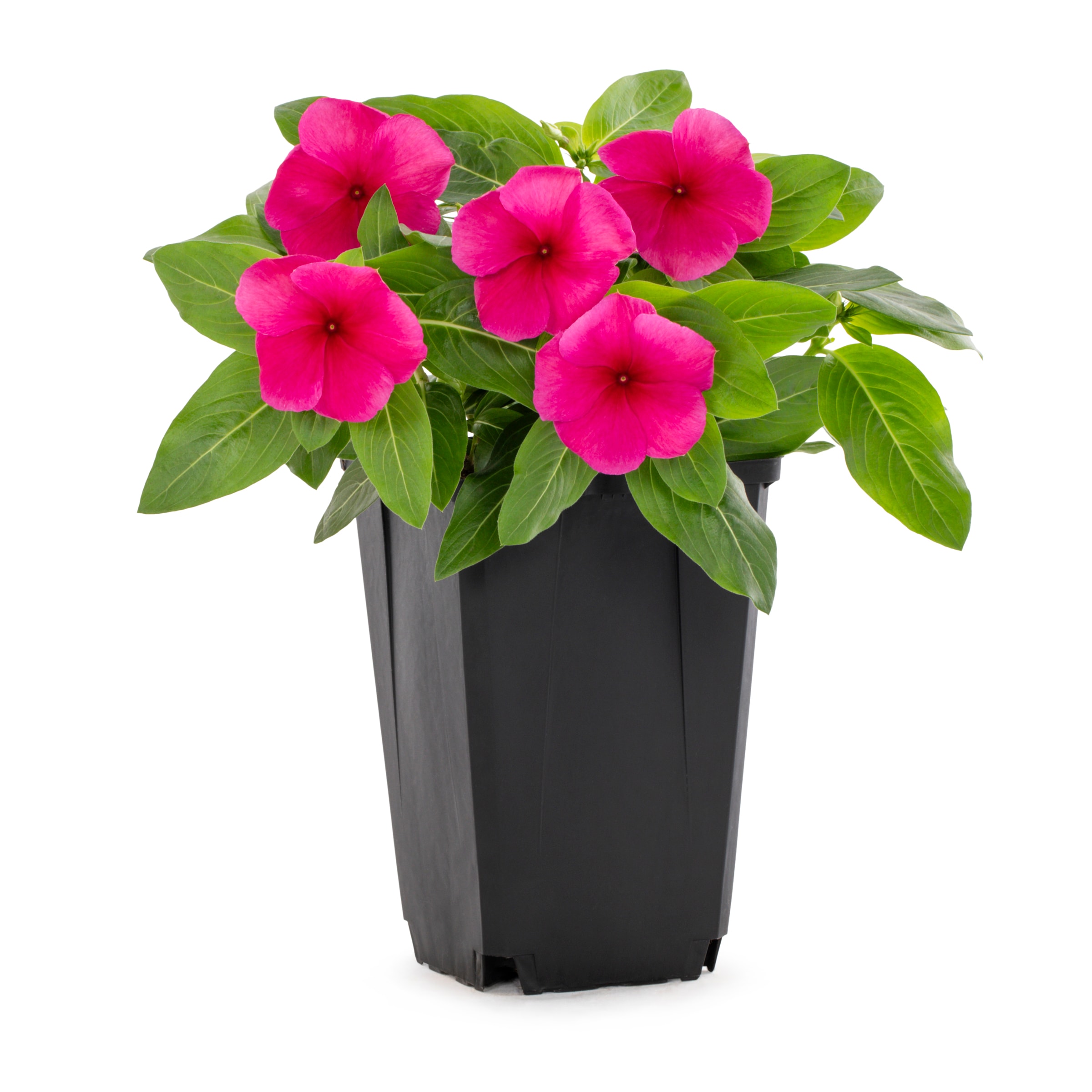 Lowe's Multicolor Vinca in 1.25-Quart Pot in the Annuals department at ...