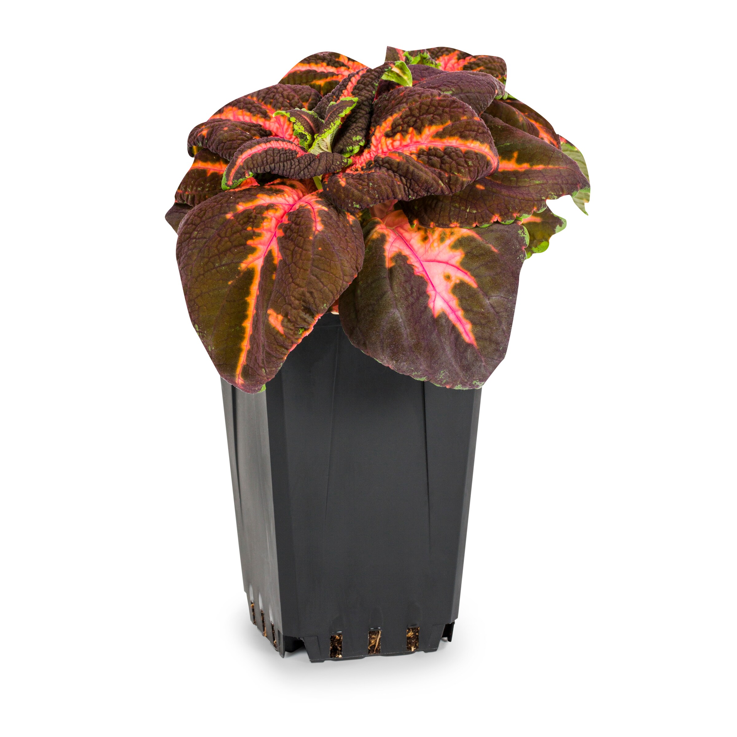 Lowe's NURSERY Multicolor Coleus in 1-Quart Planter