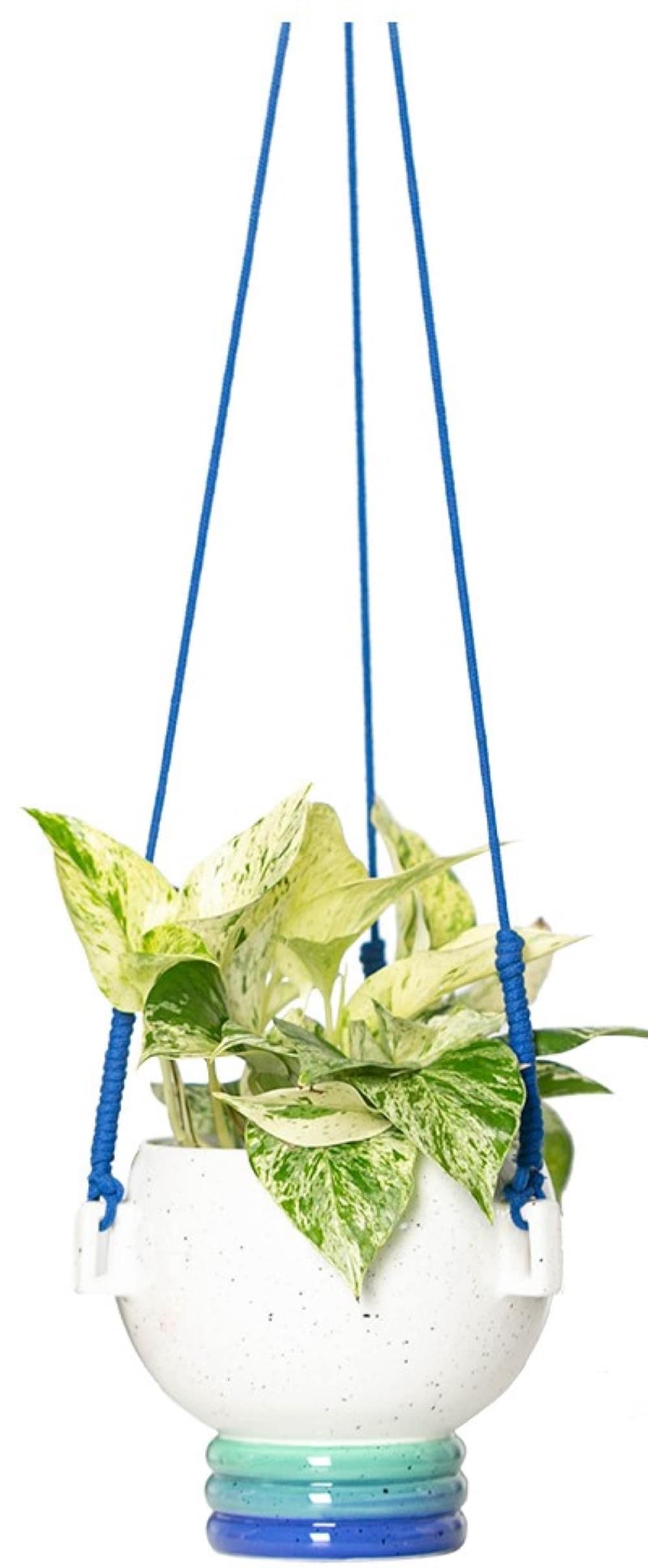LiveTrends ASB06999 Synesthesia Blue - Marble Queen Pothos House plant in 6 Inch(es) Hanging basket 1.0 -Pack