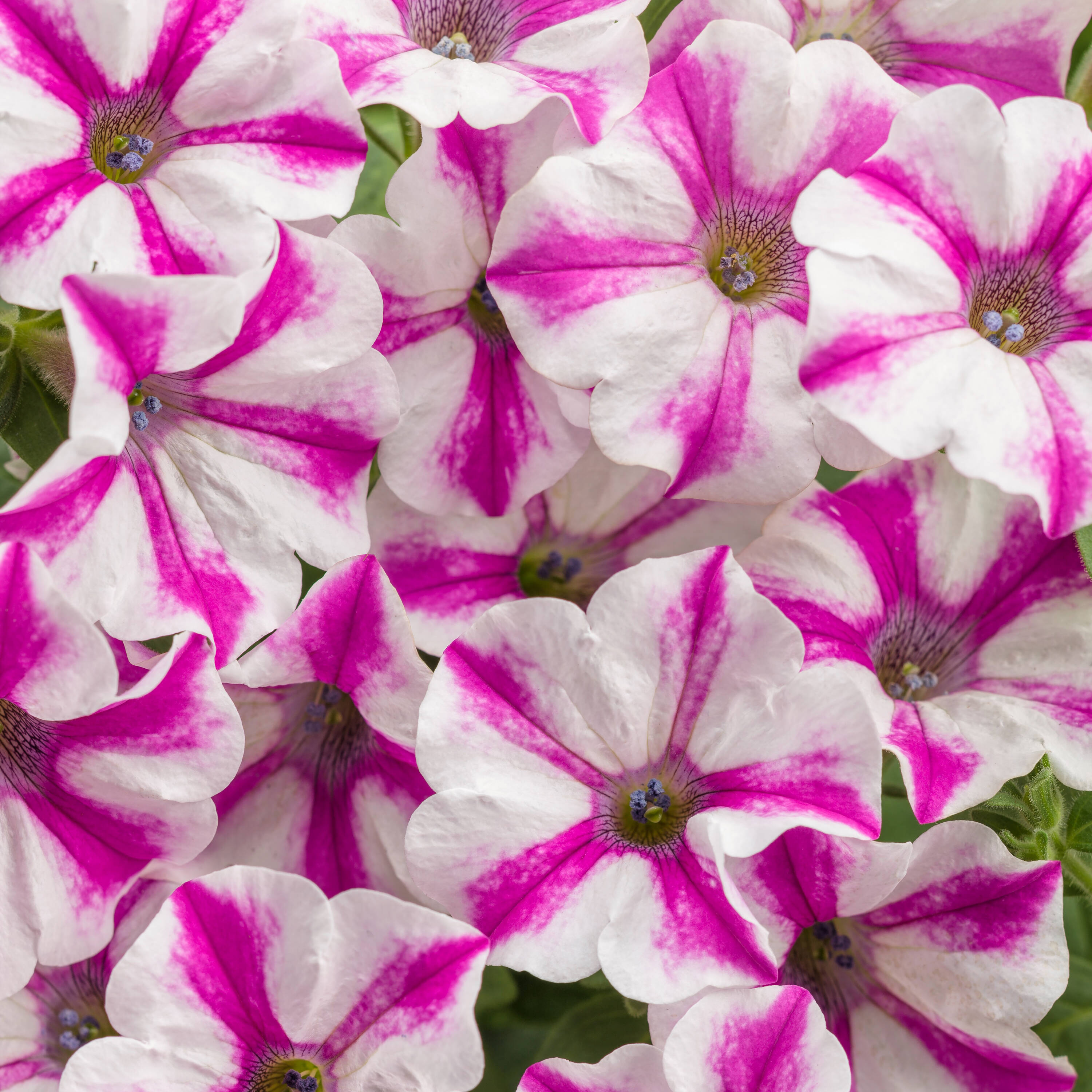 Proven Winners SUPPRW1487504 Multicolor Supertunia Lovie Dovie (Petunia) in 4.25 Inch(es) Pot