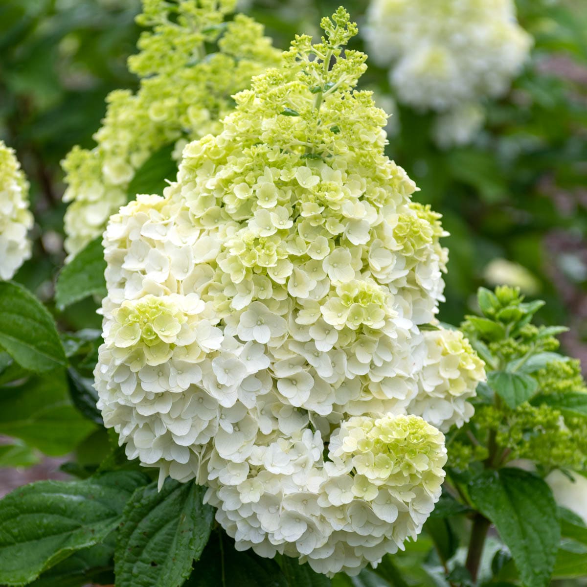 Spring Hill Nurseries 93292 Flowering Moonrock Hydrangea Foundation/Hedge Shrub in 3 -Gallon Pot 1 -Pack with White Blooms