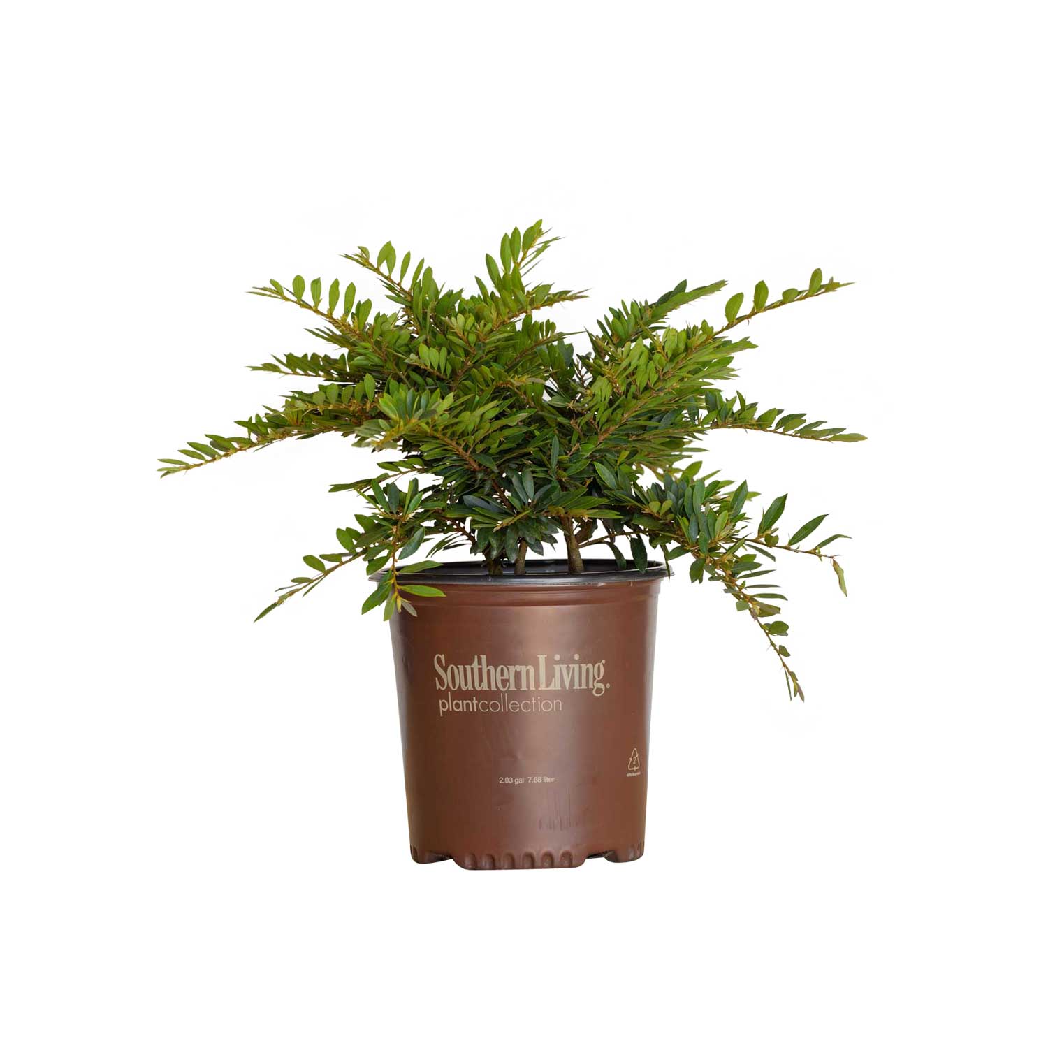 Southern Living Plant Collection 90612SL-1 Bayou Bliss Distylium Foundation/Hedge Shrub in 2 -Gallon Pot 1 -Pack