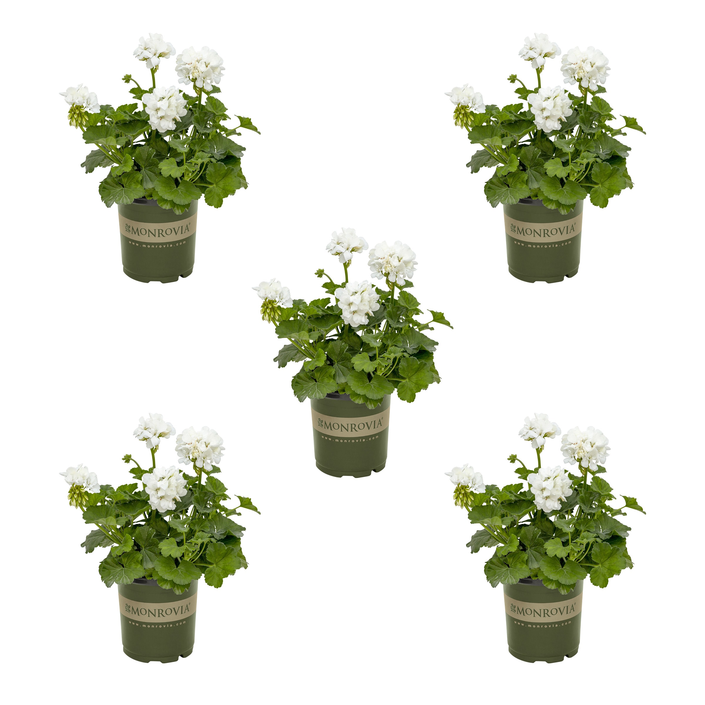 Monrovia White Geranium in 1.5-Pint Pot 5-Pack in the Annuals ...