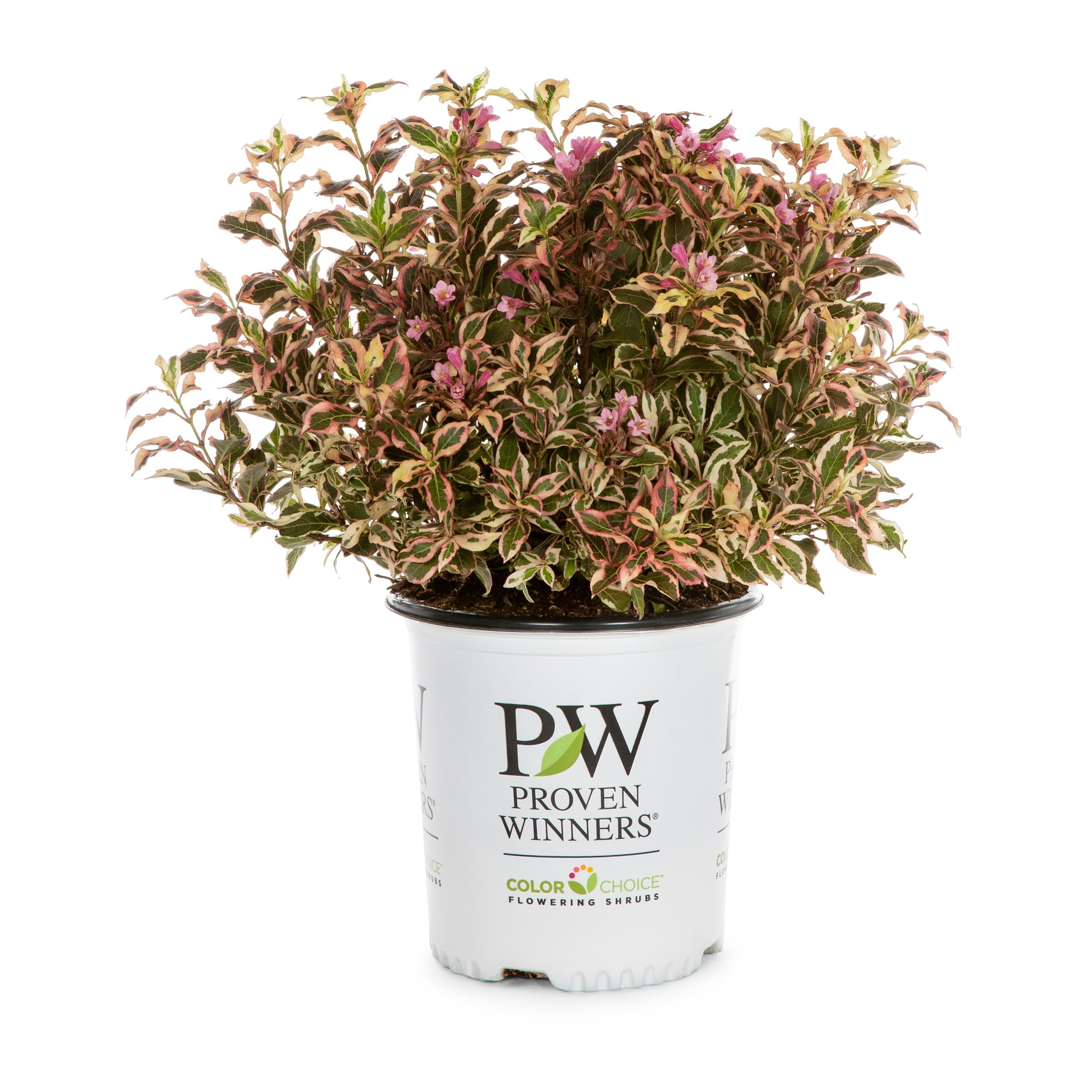 Proven Winners Feature Shrubs at
