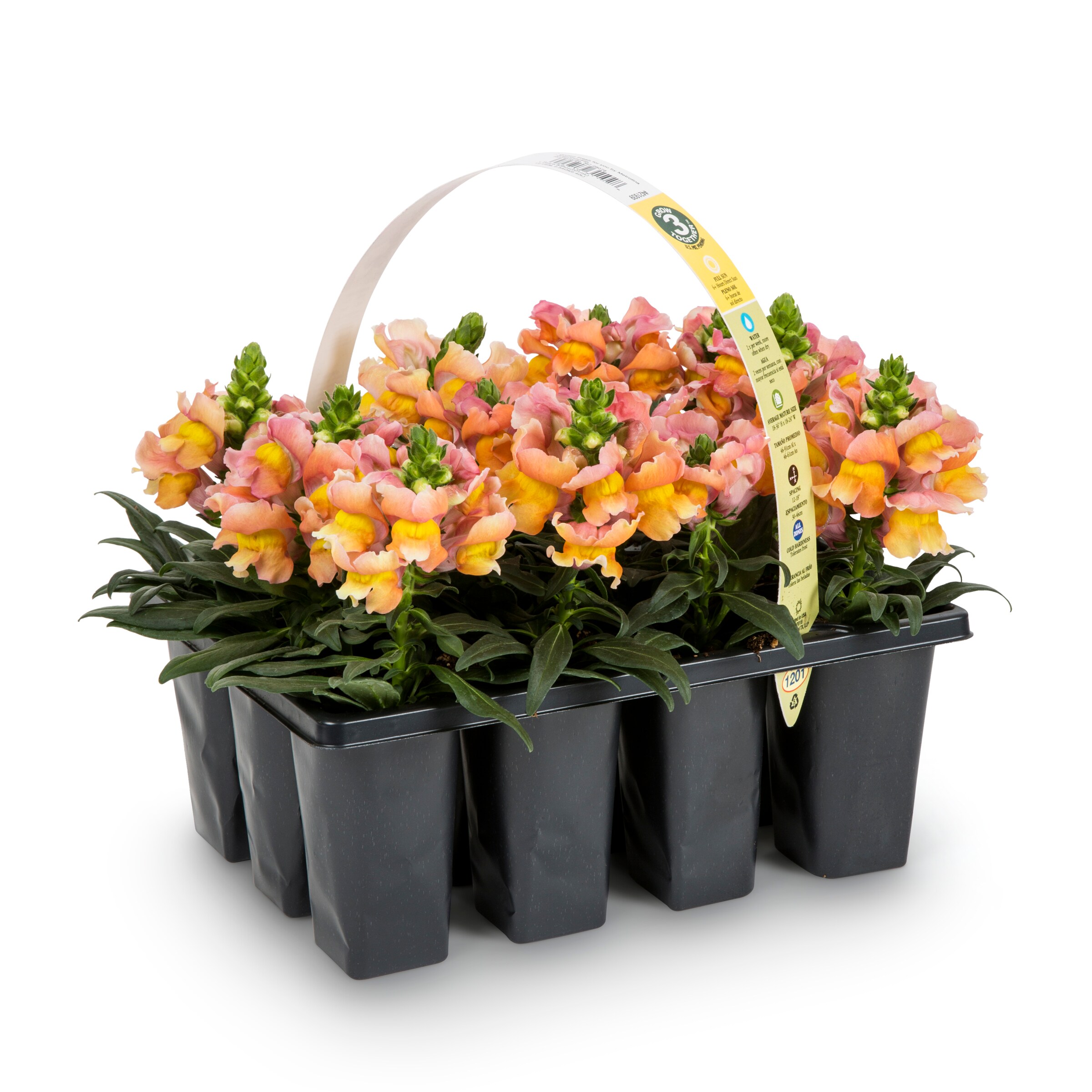 Lowe's 421939 annuals - View #5