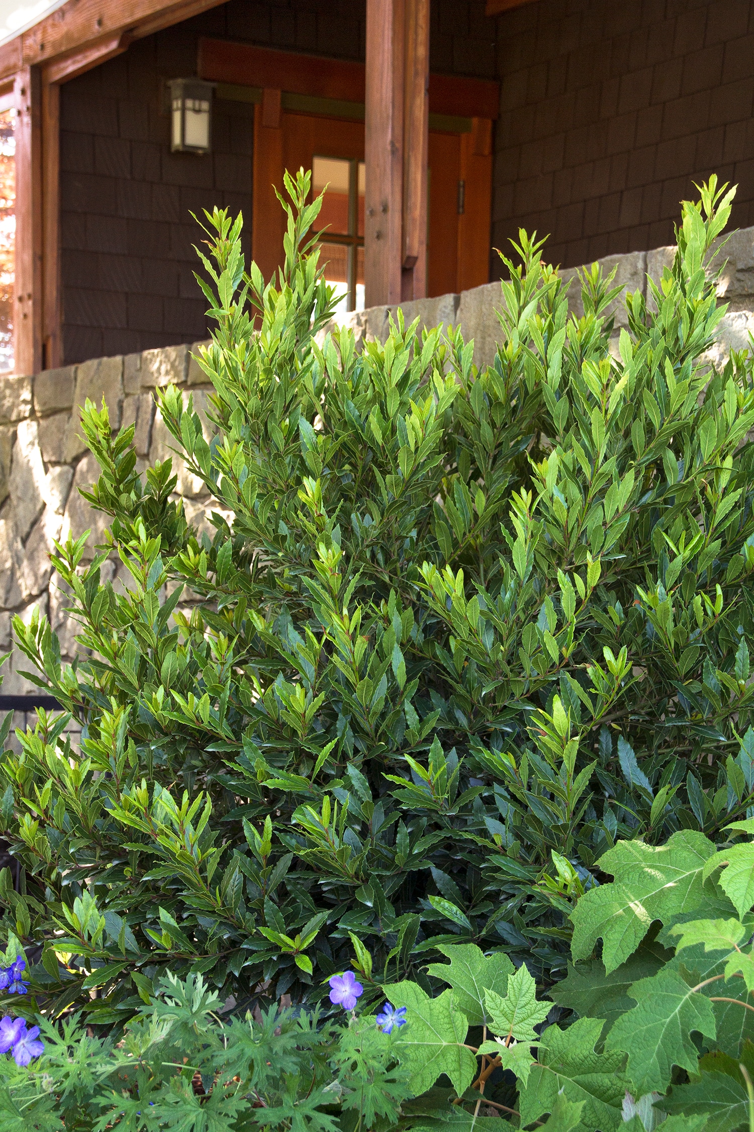 Monrovia KT10707993000100000 shrubs - View #3