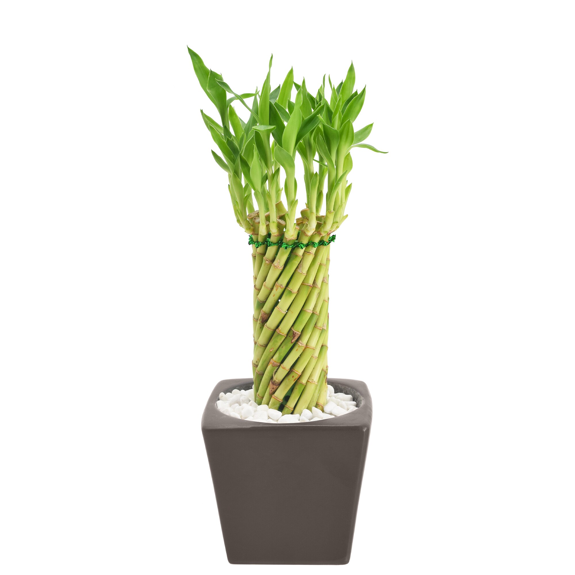 Arcadia Garden Products LV35 hseplants - View #2