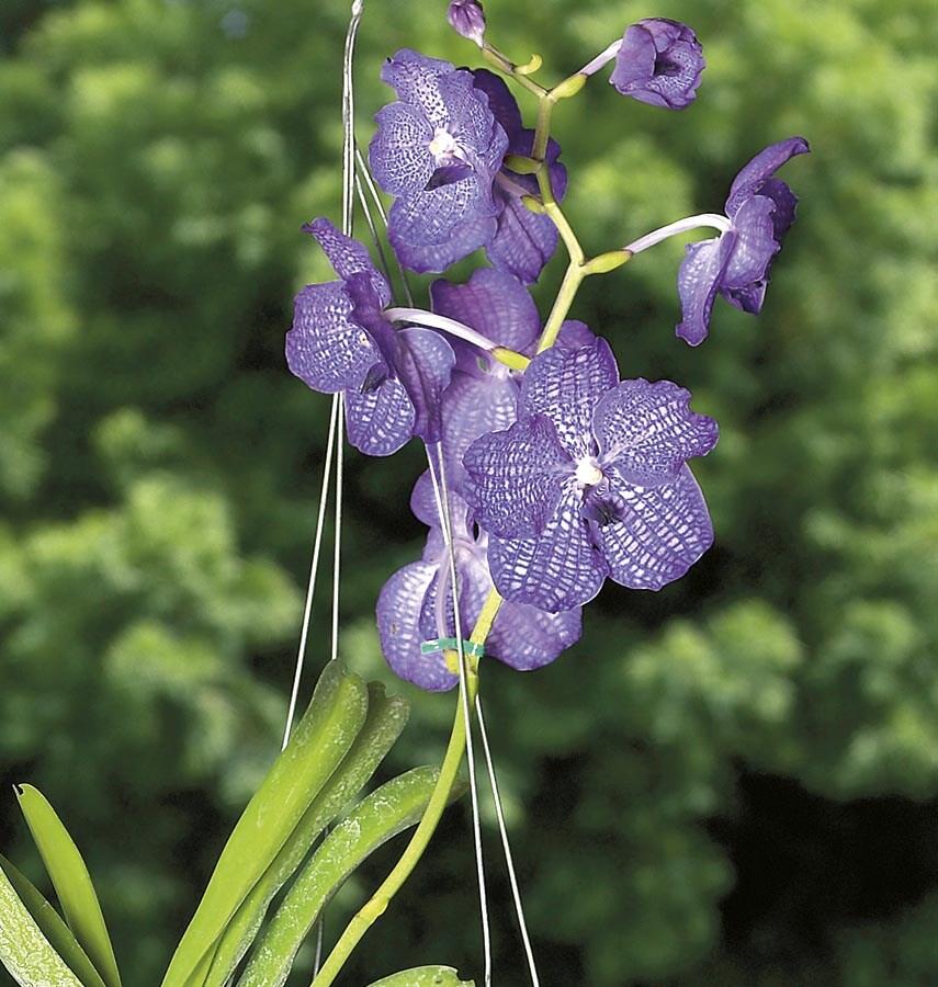 Vanda Orchid (L20978hp) in the Tropical Plants department at Lowes.com