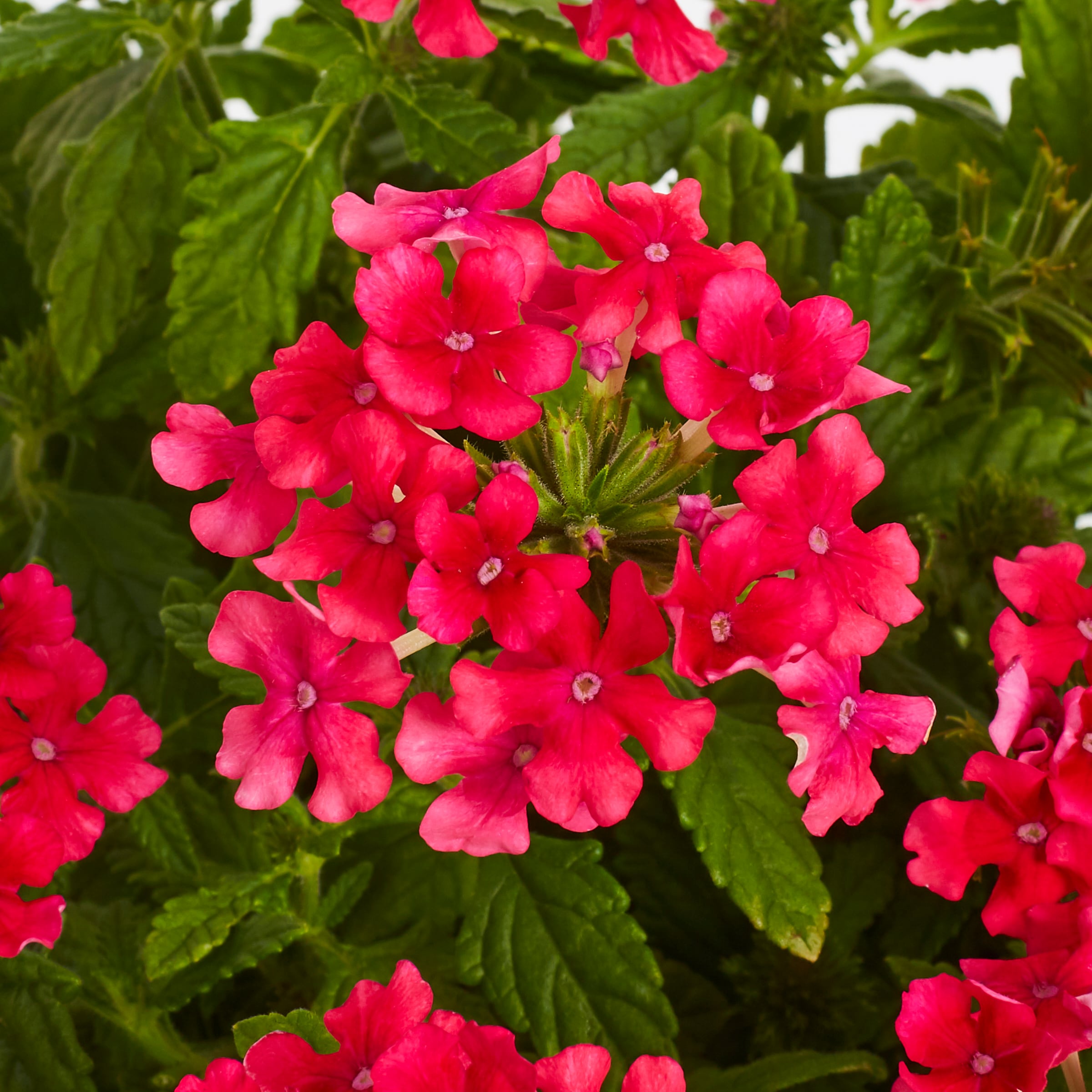 Lowe's 93962 annuals - View #4