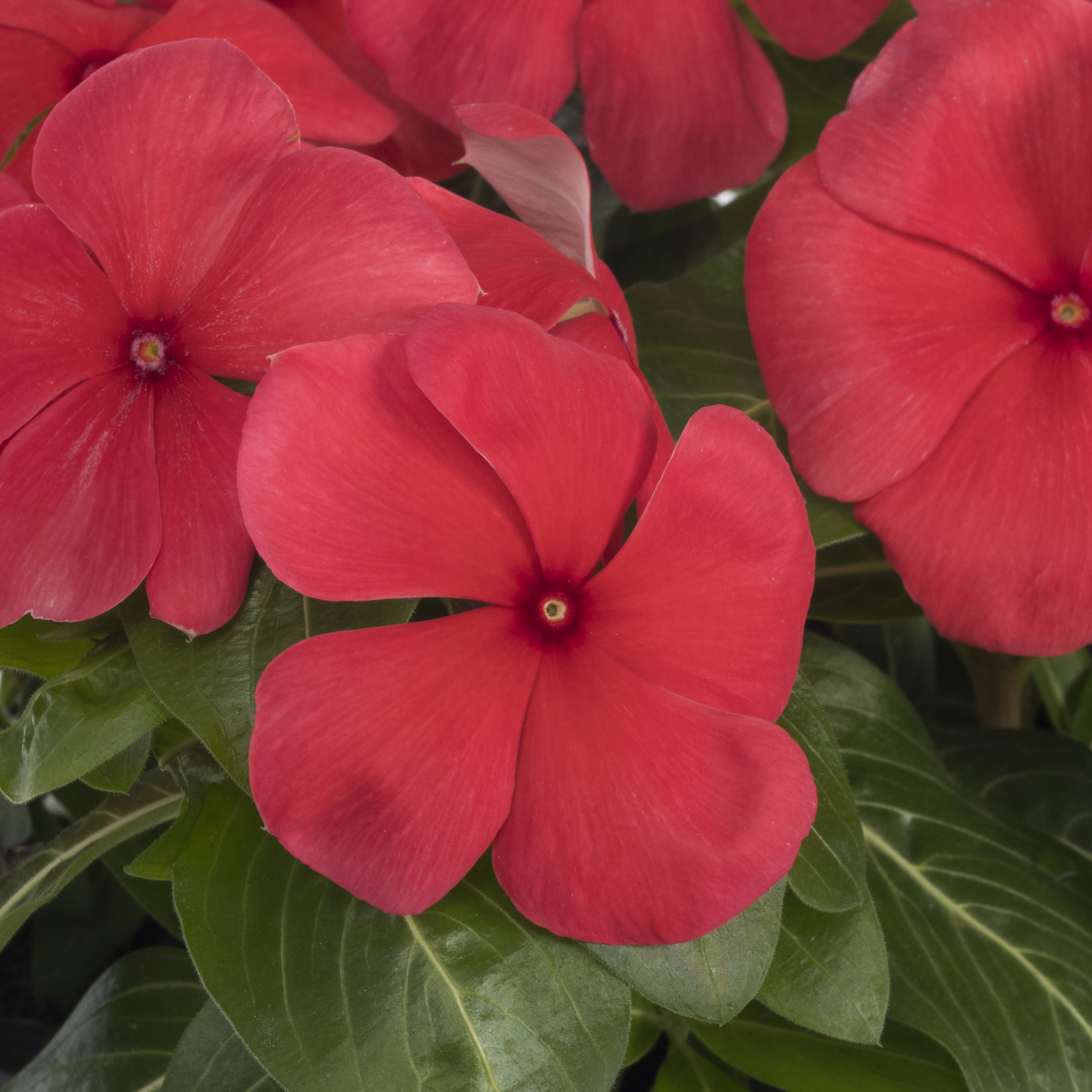 Lowe's 725047983603 annuals - View #5