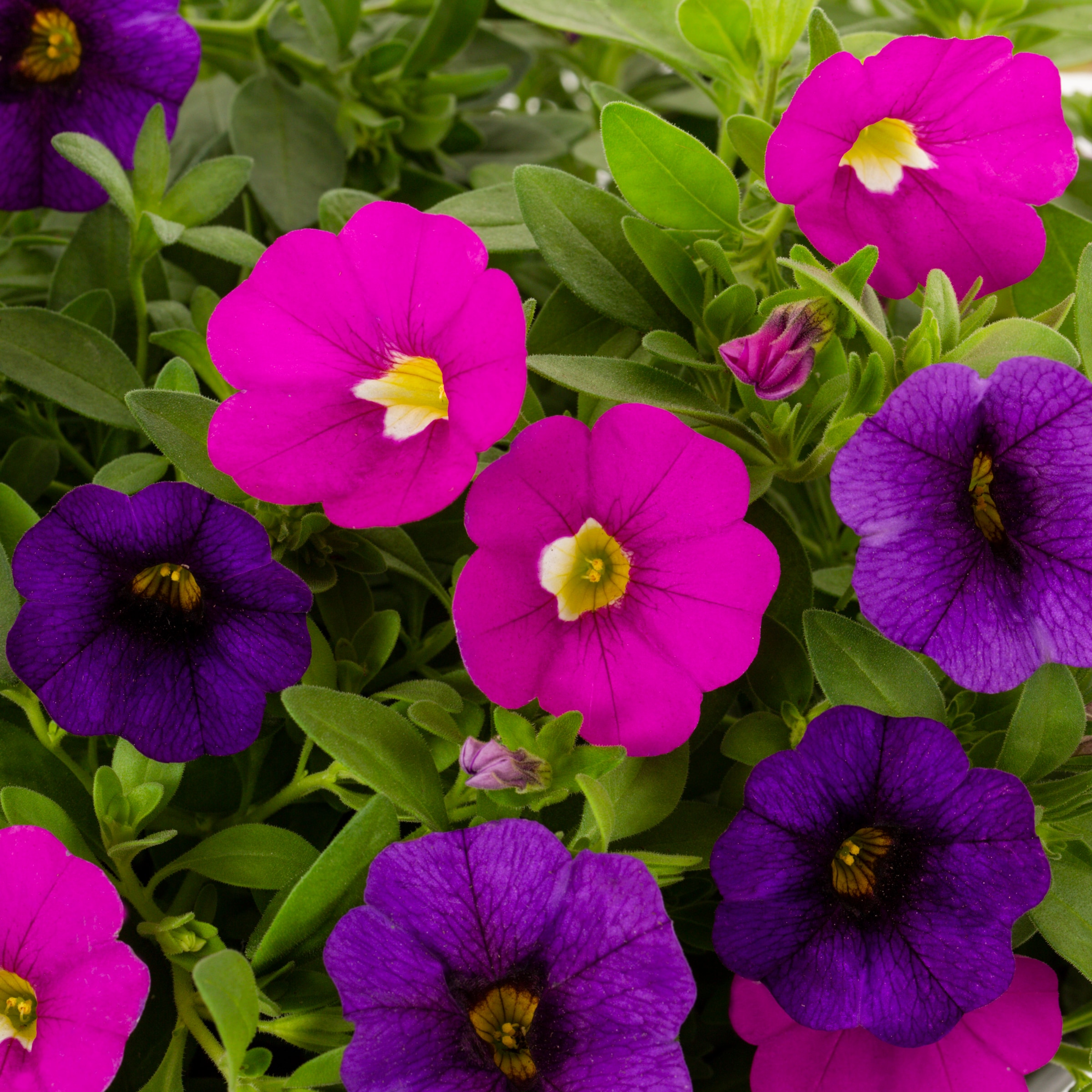 Metrolina Greenhouses Multicolor Calibrachoa in 3-Quart Pot 2-Pack in ...