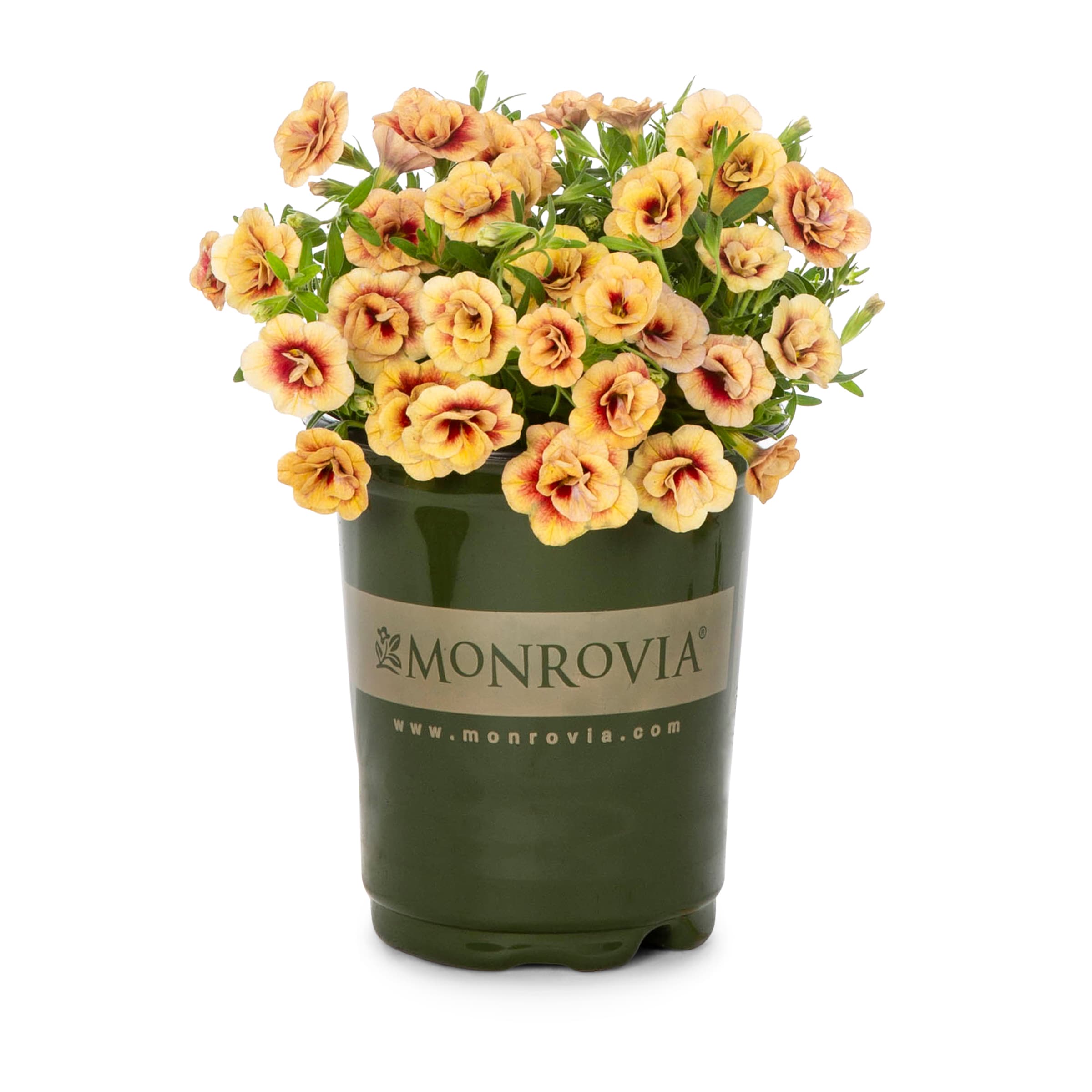 Lowe's NURSERY Multicolor Calibrachoa in 1-Quart Pot