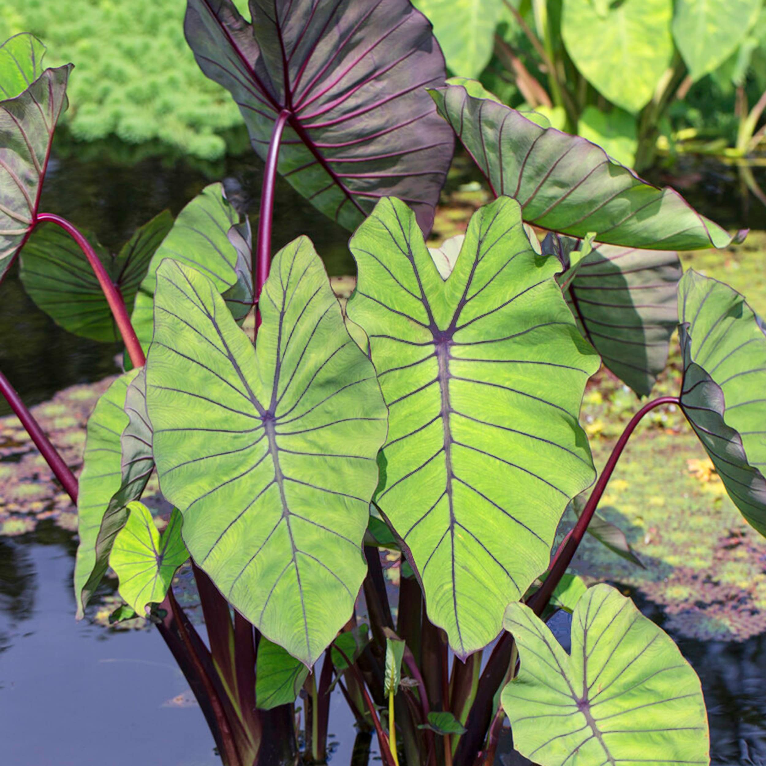 Garden State Bulb ECS-224-03-03 Green Blue Hawaii Elephant Ear Bulbs 3 Count