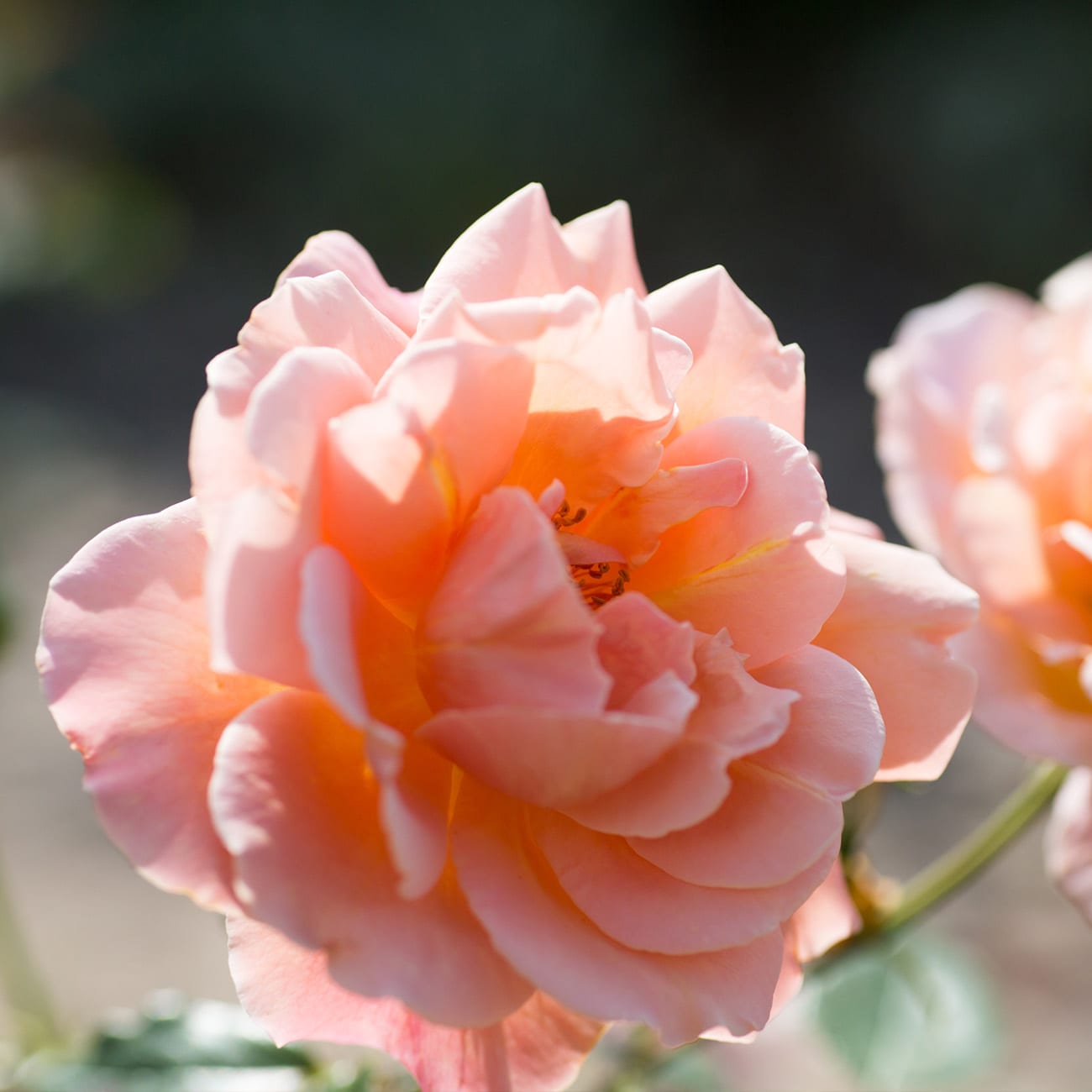 Perfect Plants LOAPRICOTDRIFTROSE3G roses - View #7