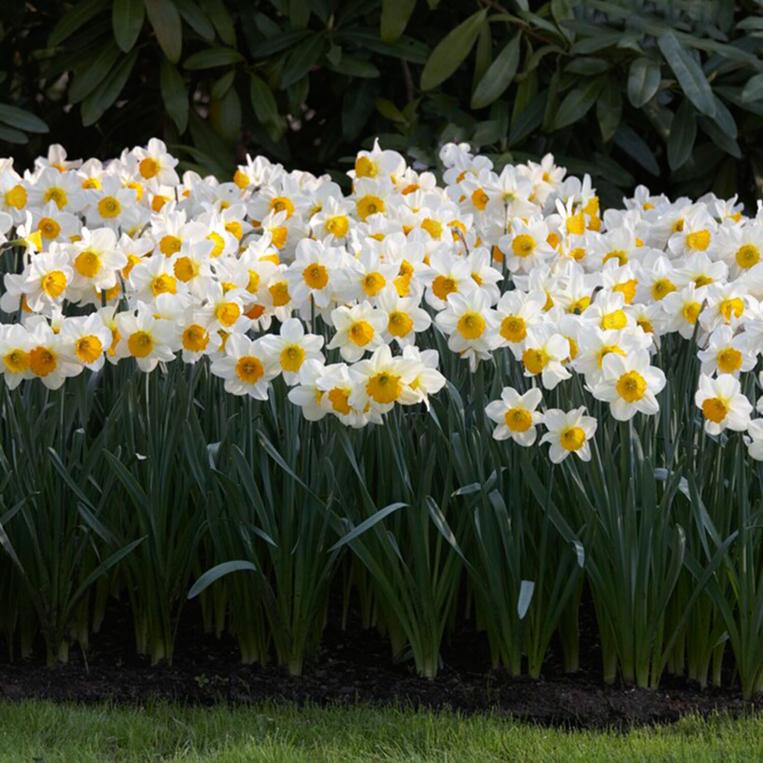 Garden State Bulb ECF-114-25-01 Plant-Bulbs - View #6