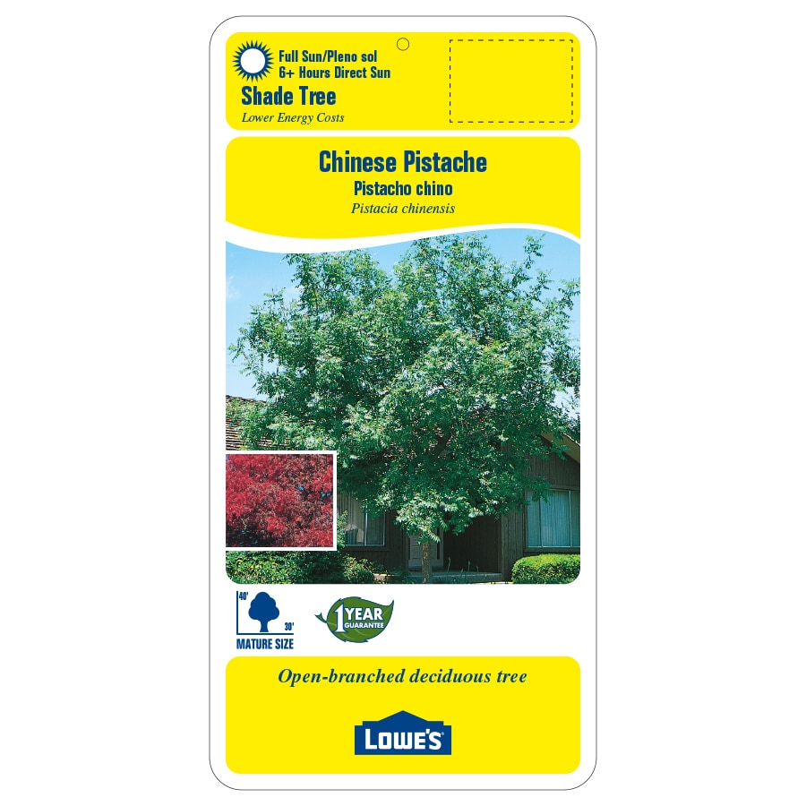 Lowe's 5.5-Gallon Shade Chinese Pistache In Pot (With Soil) at