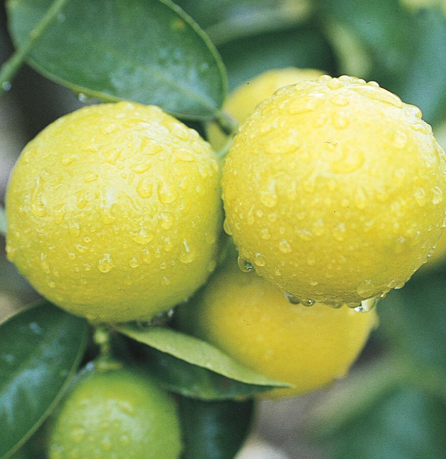 Lowe's NURSERY Lime Plant