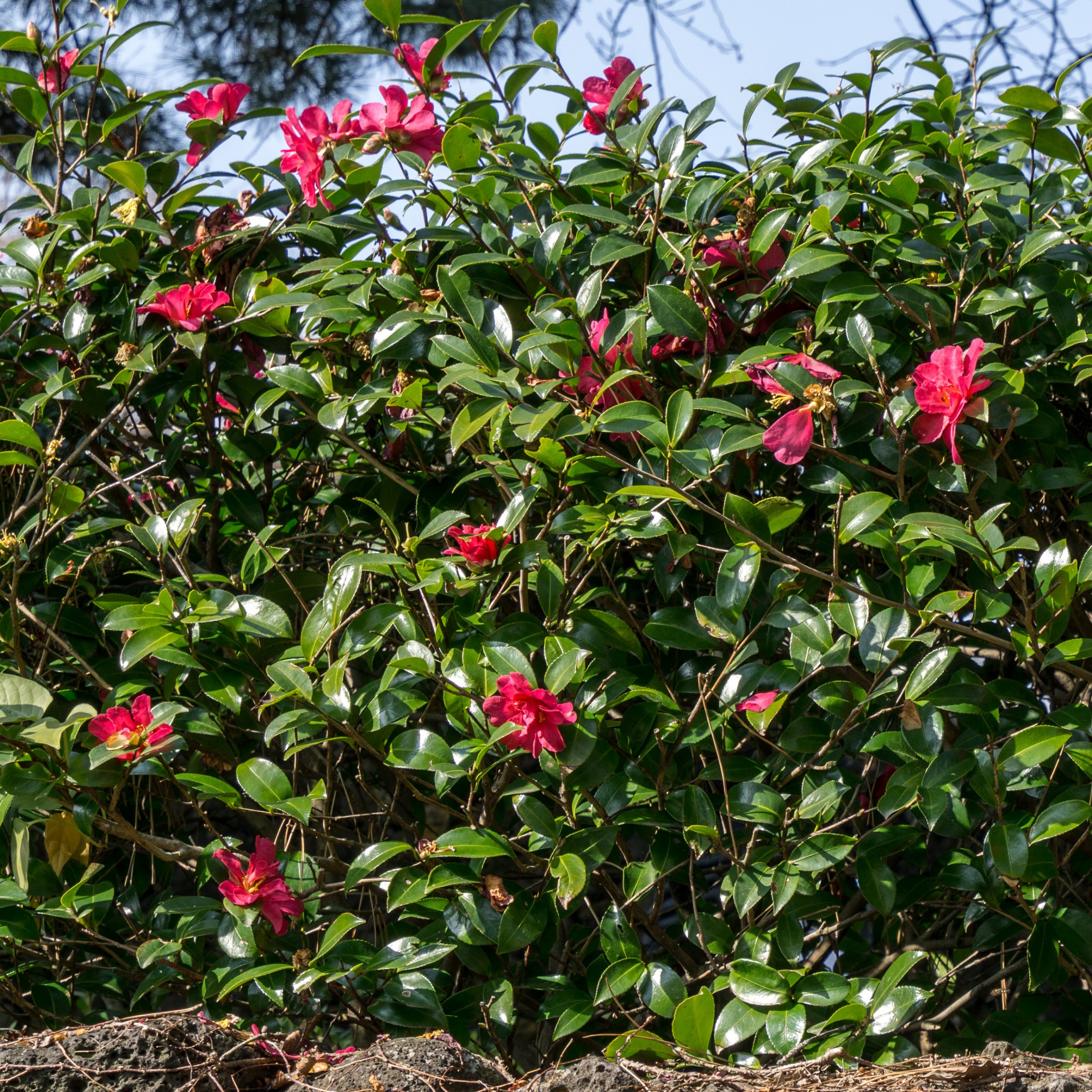 National Plant Network LW2834 shrubs - View #6