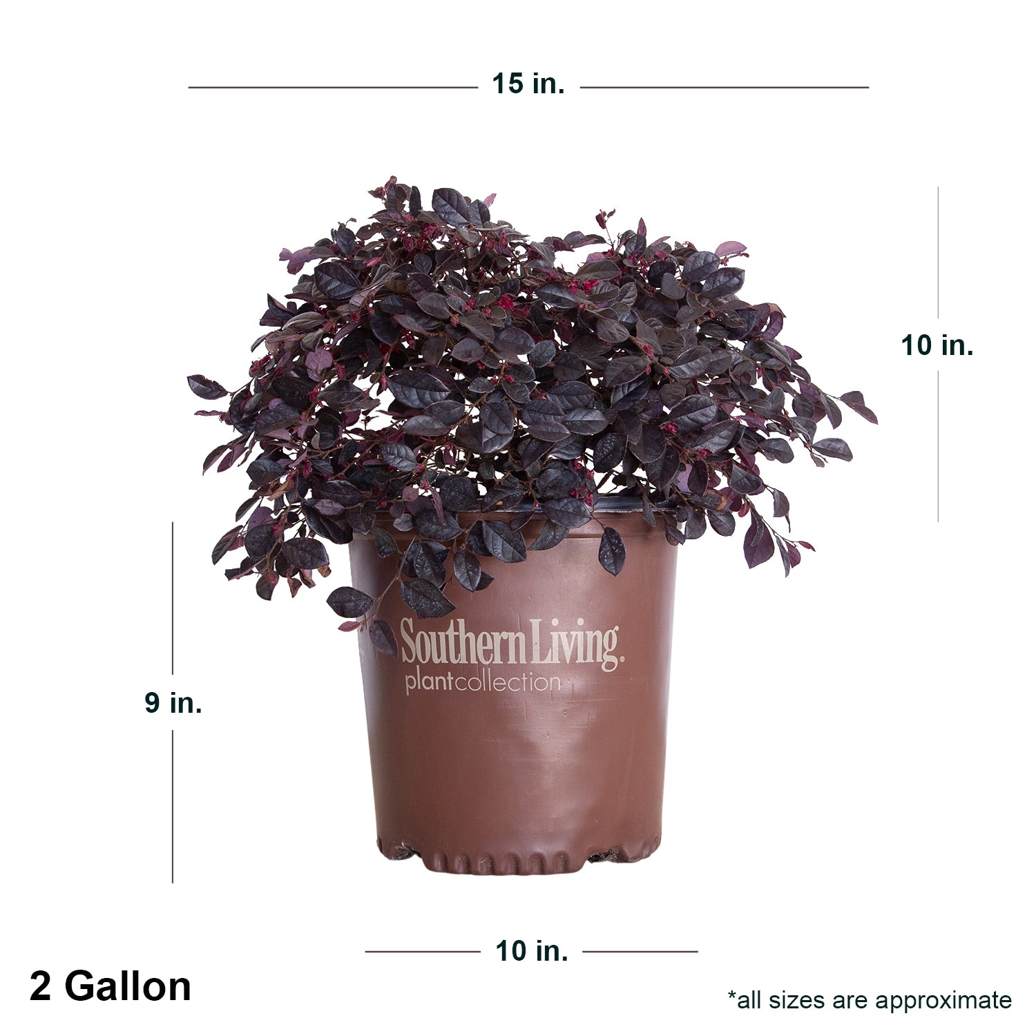 Southern Living Plant Collection 42102-1 shrubs - View #9