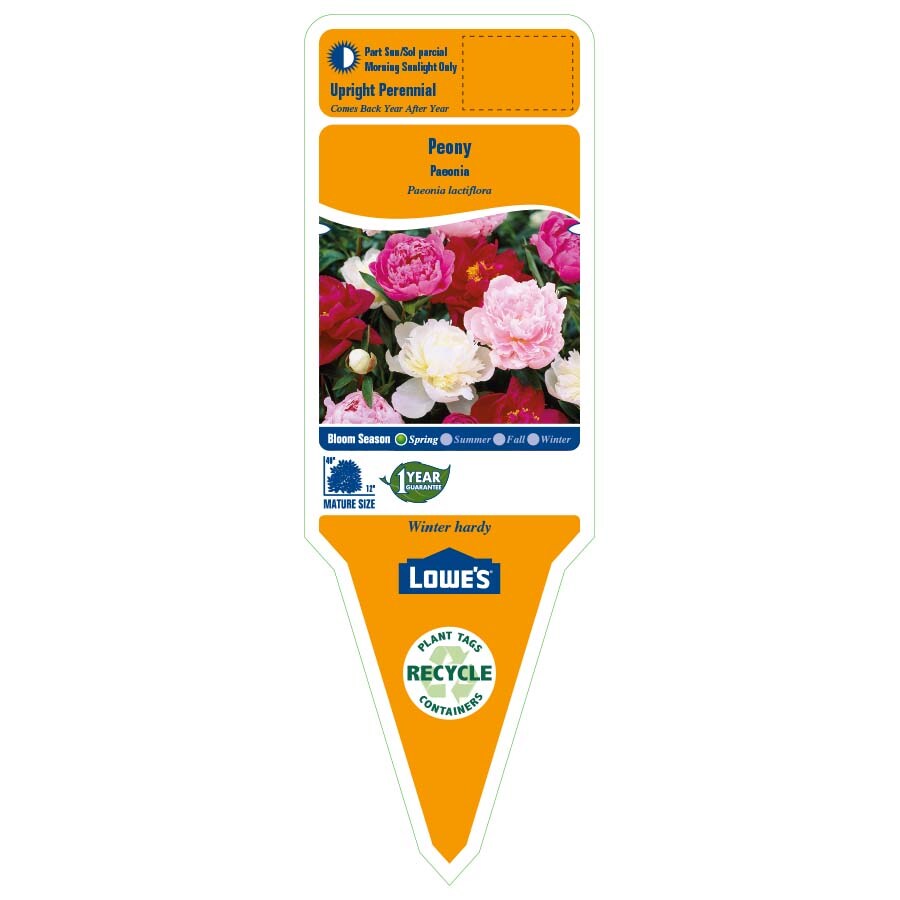 Lowe's NURSERY perennials - View #2