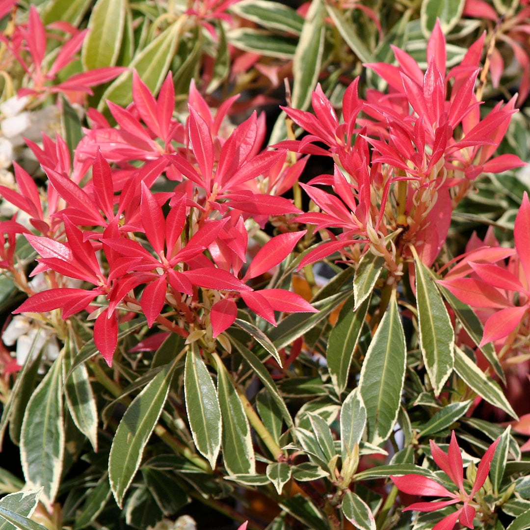  O59002M shrubs - View #3