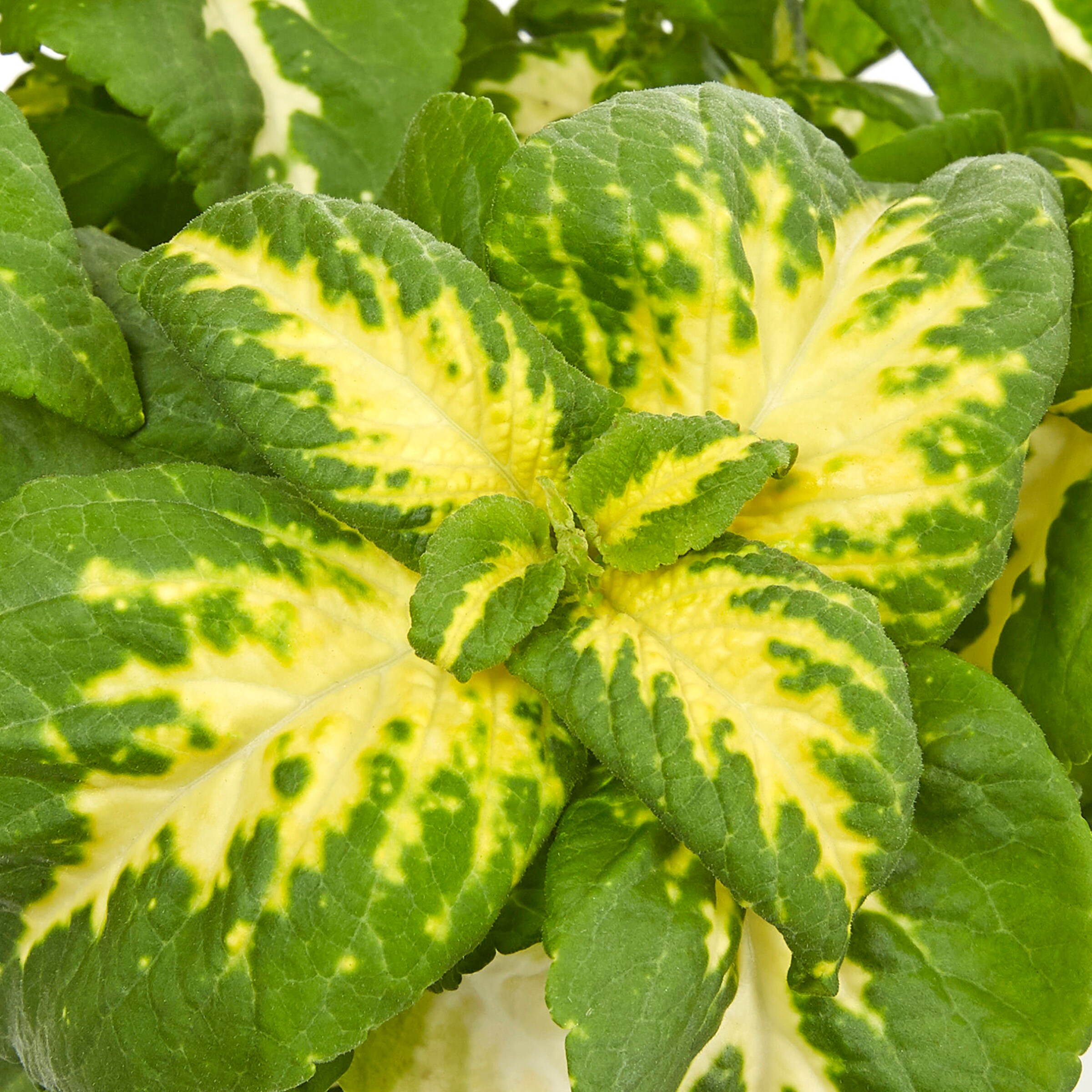Lowe's NURSERY annuals - View #8