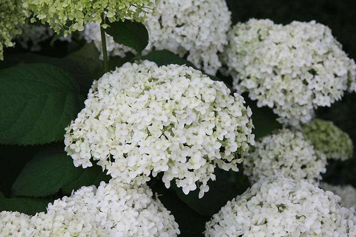Monrovia 041711 White Annabelle Hydrangea Flowering Shrub in In pot (with soil)