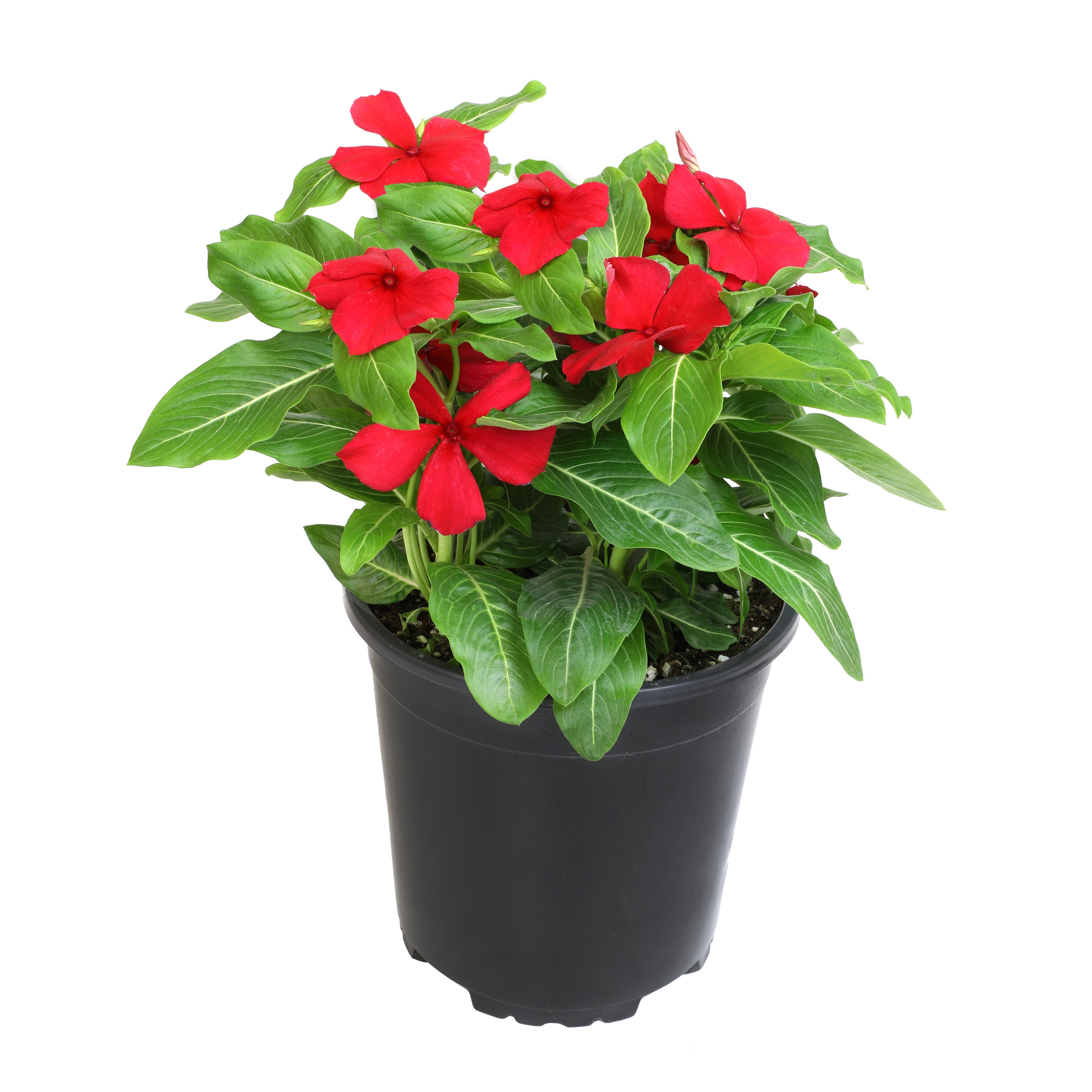 Altman Plants Red Madagascar Periwinkle In 2.5-quart Pot In The Annuals 