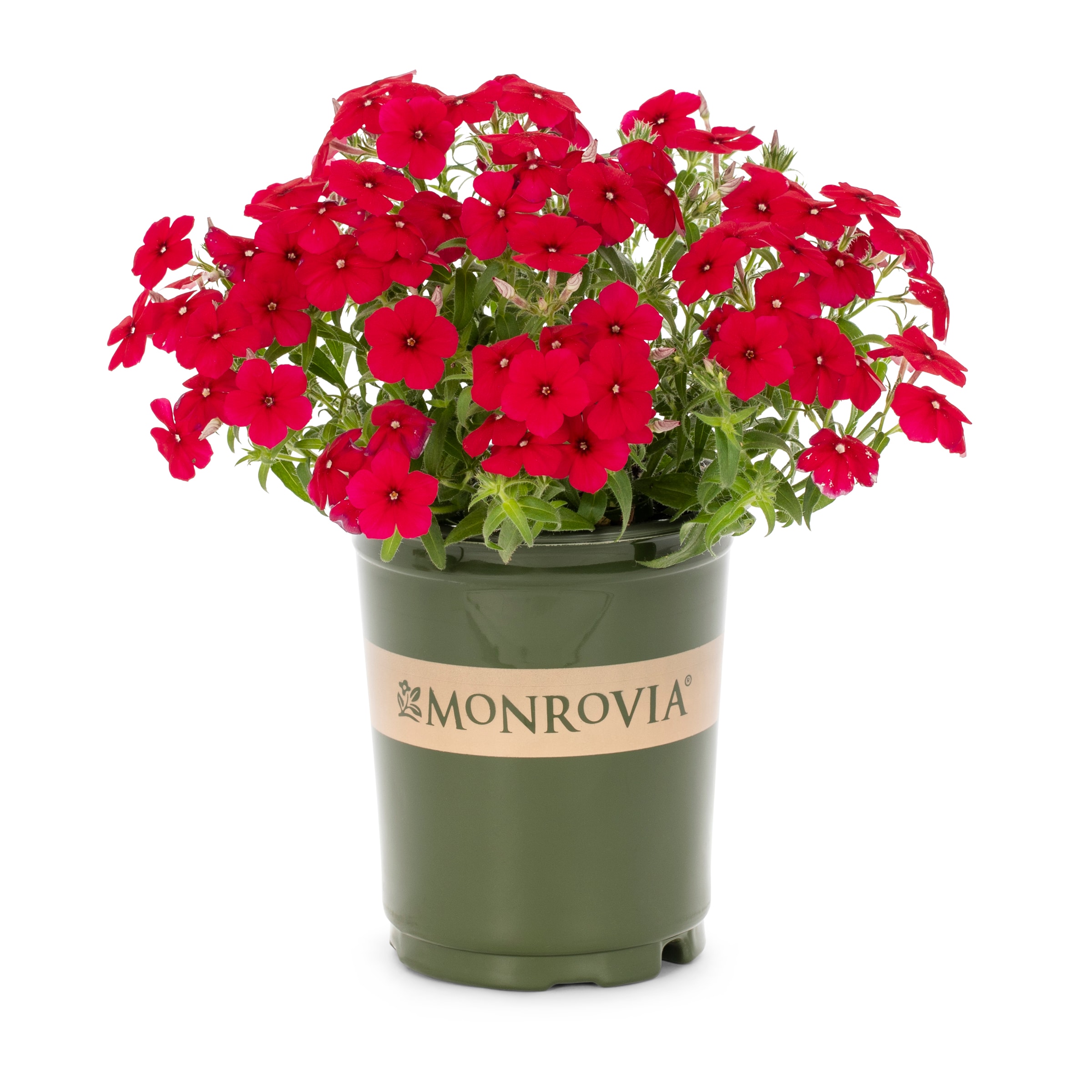 Lowe's NURSERY Multicolor Phlox in 1.00 Quart(s) Pot