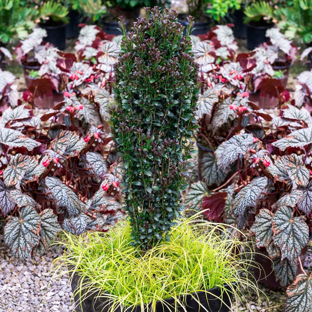 Southern Living Plant Collection 31192SL-1 shrubs - View #2